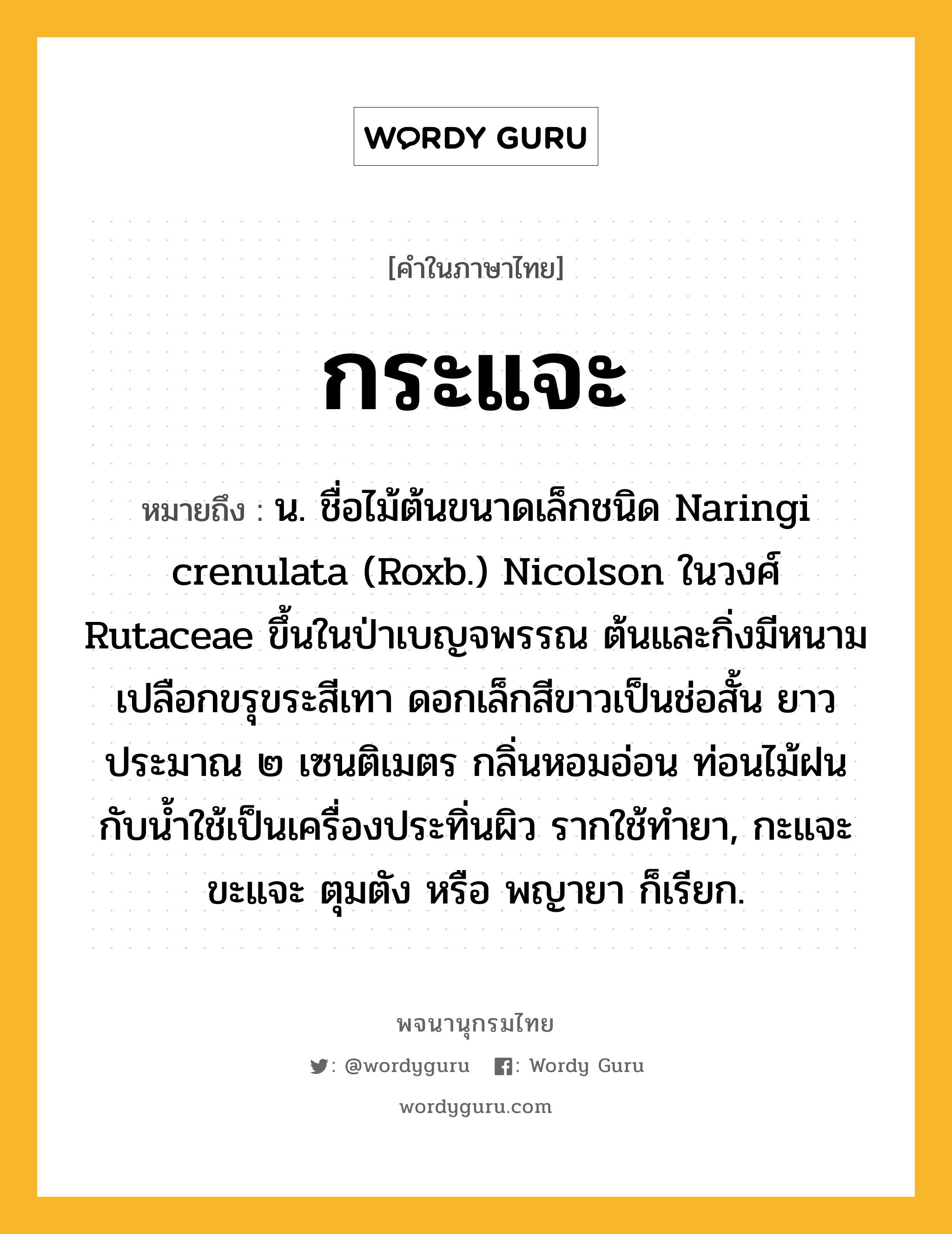 กระแจะ ความหมาย หมายถึงอะไร?, คำในภาษาไทย กระแจะ หมายถึง น. ชื่อไม้ต้นขนาดเล็กชนิด Naringi crenulata (Roxb.) Nicolson ในวงศ์ Rutaceae ขึ้นในป่าเบญจพรรณ ต้นและกิ่งมีหนามเปลือกขรุขระสีเทา ดอกเล็กสีขาวเป็นช่อสั้น ยาวประมาณ ๒ เซนติเมตร กลิ่นหอมอ่อน ท่อนไม้ฝนกับนํ้าใช้เป็นเครื่องประทิ่นผิว รากใช้ทํายา, กะแจะ ขะแจะ ตุมตัง หรือ พญายา ก็เรียก.