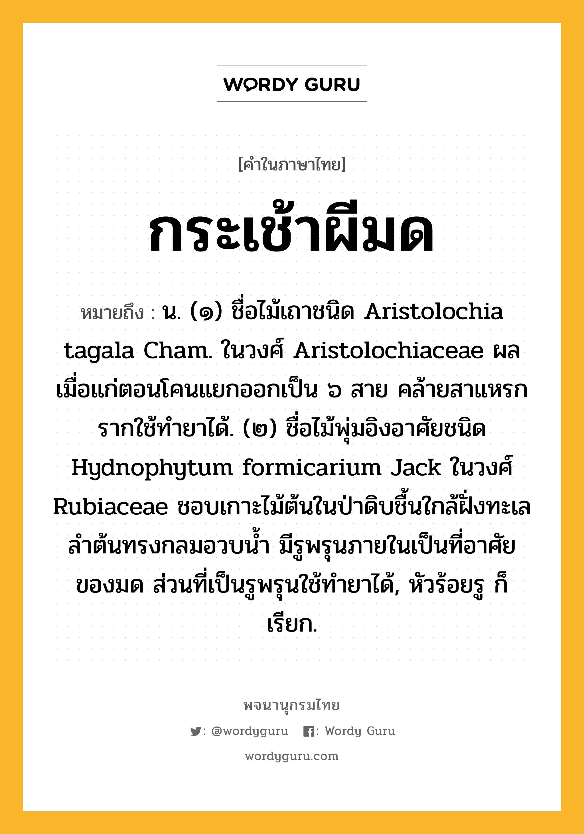 กระเช้าผีมด ความหมาย หมายถึงอะไร?, คำในภาษาไทย กระเช้าผีมด หมายถึง น. (๑) ชื่อไม้เถาชนิด Aristolochia tagala Cham. ในวงศ์ Aristolochiaceae ผลเมื่อแก่ตอนโคนแยกออกเป็น ๖ สาย คล้ายสาแหรก รากใช้ทํายาได้. (๒) ชื่อไม้พุ่มอิงอาศัยชนิด Hydnophytum formicarium Jack ในวงศ์ Rubiaceae ชอบเกาะไม้ต้นในป่าดิบชื้นใกล้ฝั่งทะเล ลําต้นทรงกลมอวบนํ้า มีรูพรุนภายในเป็นที่อาศัยของมด ส่วนที่เป็นรูพรุนใช้ทํายาได้, หัวร้อยรู ก็เรียก.