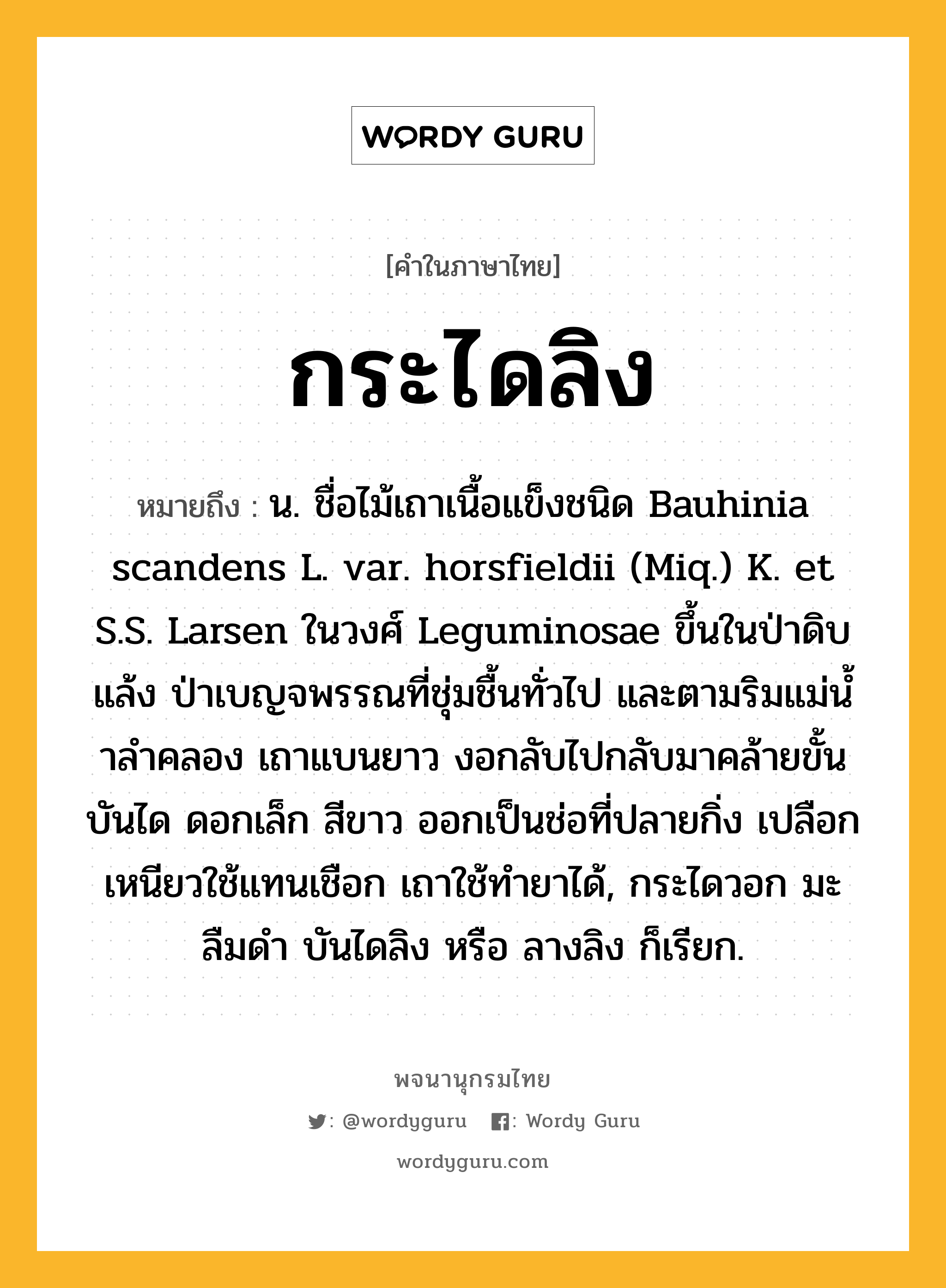 กระไดลิง ความหมาย หมายถึงอะไร?, คำในภาษาไทย กระไดลิง หมายถึง น. ชื่อไม้เถาเนื้อแข็งชนิด Bauhinia scandens L. var. horsfieldii (Miq.) K. et S.S. Larsen ในวงศ์ Leguminosae ขึ้นในป่าดิบแล้ง ป่าเบญจพรรณที่ชุ่มชื้นทั่วไป และตามริมแม่นํ้าลําคลอง เถาแบนยาว งอกลับไปกลับมาคล้ายขั้นบันได ดอกเล็ก สีขาว ออกเป็นช่อที่ปลายกิ่ง เปลือกเหนียวใช้แทนเชือก เถาใช้ทํายาได้, กระไดวอก มะลืมดํา บันไดลิง หรือ ลางลิง ก็เรียก.