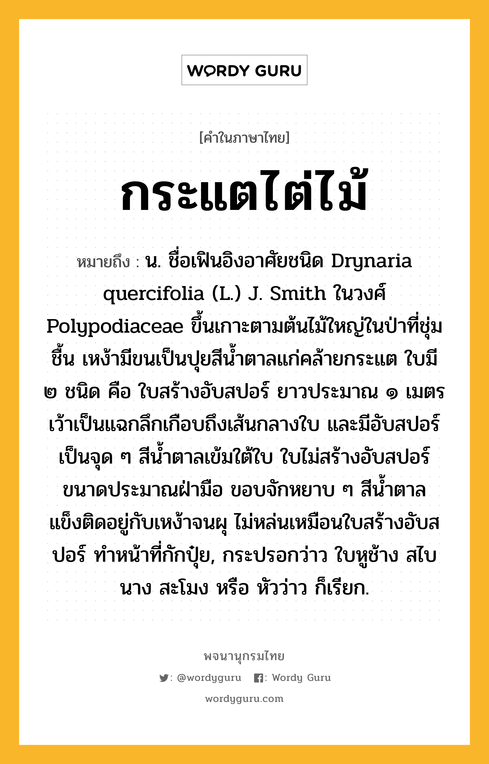 กระแตไต่ไม้ ความหมาย หมายถึงอะไร?, คำในภาษาไทย กระแตไต่ไม้ หมายถึง น. ชื่อเฟินอิงอาศัยชนิด Drynaria quercifolia (L.) J. Smith ในวงศ์ Polypodiaceae ขึ้นเกาะตามต้นไม้ใหญ่ในป่าที่ชุ่มชื้น เหง้ามีขนเป็นปุยสีนํ้าตาลแก่คล้ายกระแต ใบมี ๒ ชนิด คือ ใบสร้างอับสปอร์ ยาวประมาณ ๑ เมตร เว้าเป็นแฉกลึกเกือบถึงเส้นกลางใบ และมีอับสปอร์เป็นจุด ๆ สีนํ้าตาลเข้มใต้ใบ ใบไม่สร้างอับสปอร์ ขนาดประมาณฝ่ามือ ขอบจักหยาบ ๆ สีนํ้าตาล แข็งติดอยู่กับเหง้าจนผุ ไม่หล่นเหมือนใบสร้างอับสปอร์ ทําหน้าที่กักปุ๋ย, กระปรอกว่าว ใบหูช้าง สไบนาง สะโมง หรือ หัวว่าว ก็เรียก.