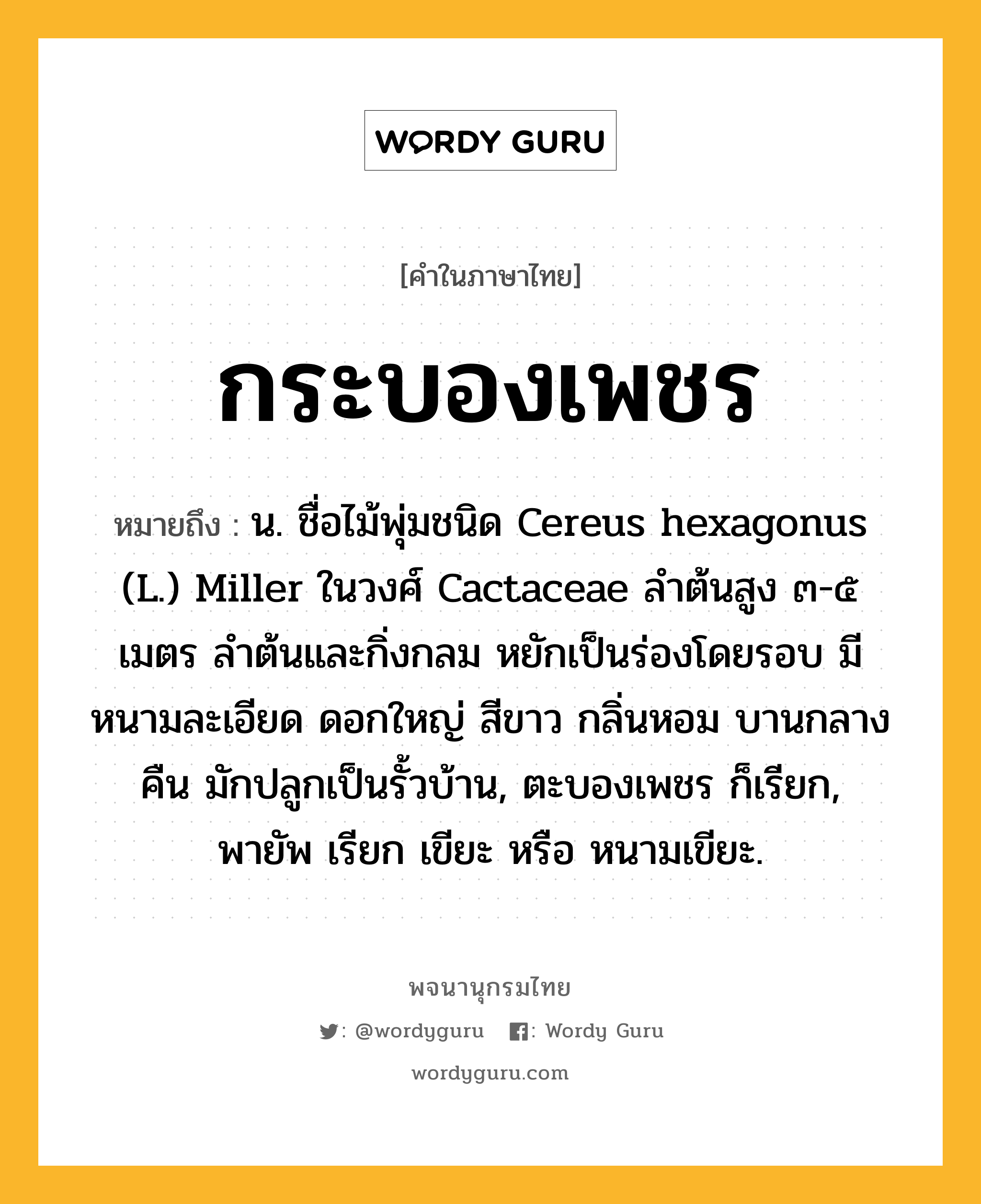 กระบองเพชร ความหมาย หมายถึงอะไร?, คำในภาษาไทย กระบองเพชร หมายถึง น. ชื่อไม้พุ่มชนิด Cereus hexagonus (L.) Miller ในวงศ์ Cactaceae ลําต้นสูง ๓-๕ เมตร ลําต้นและกิ่งกลม หยักเป็นร่องโดยรอบ มีหนามละเอียด ดอกใหญ่ สีขาว กลิ่นหอม บานกลางคืน มักปลูกเป็นรั้วบ้าน, ตะบองเพชร ก็เรียก, พายัพ เรียก เขียะ หรือ หนามเขียะ.