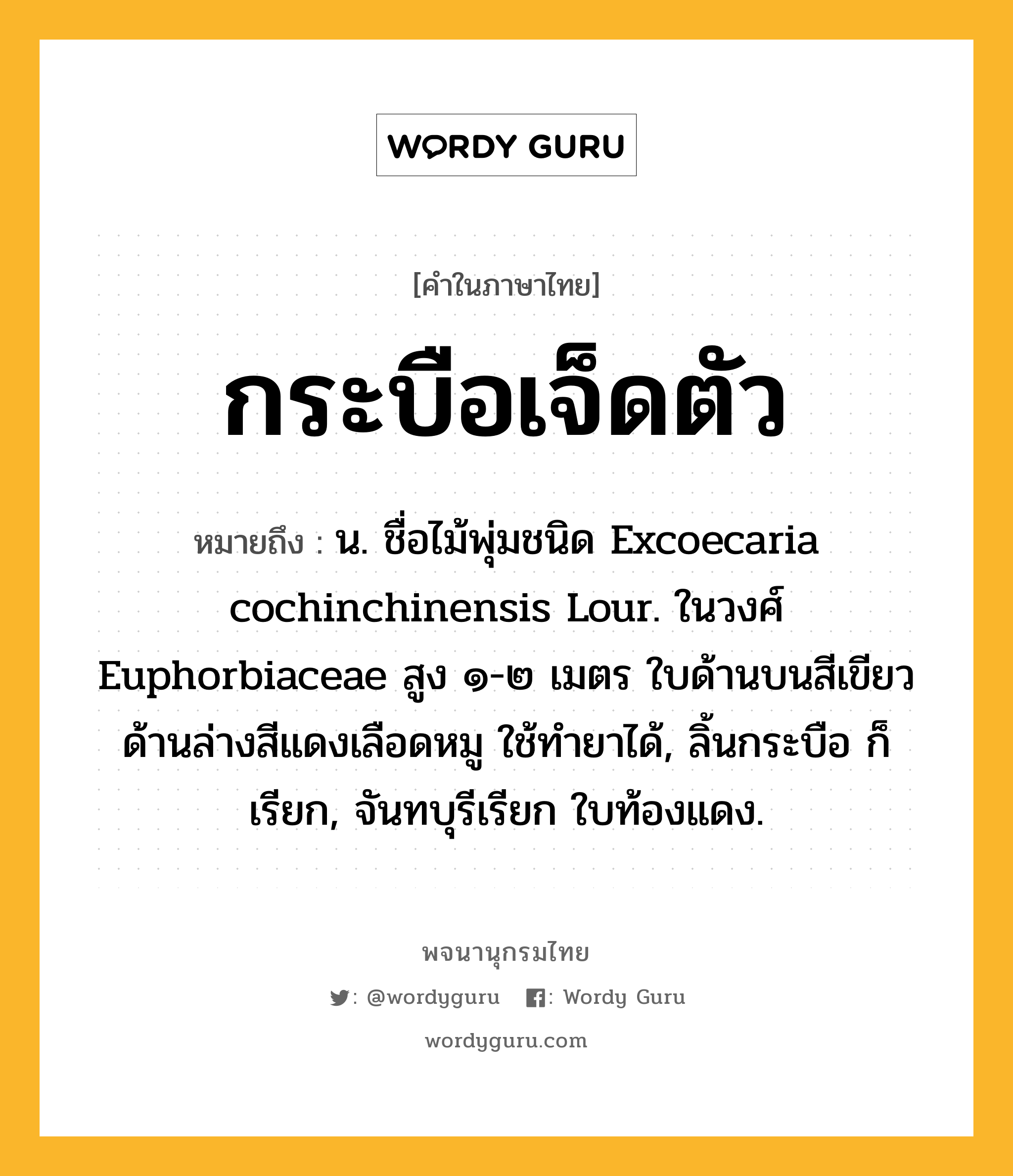 กระบือเจ็ดตัว ความหมาย หมายถึงอะไร?, คำในภาษาไทย กระบือเจ็ดตัว หมายถึง น. ชื่อไม้พุ่มชนิด Excoecaria cochinchinensis Lour. ในวงศ์ Euphorbiaceae สูง ๑-๒ เมตร ใบด้านบนสีเขียว ด้านล่างสีแดงเลือดหมู ใช้ทํายาได้, ลิ้นกระบือ ก็เรียก, จันทบุรีเรียก ใบท้องแดง.