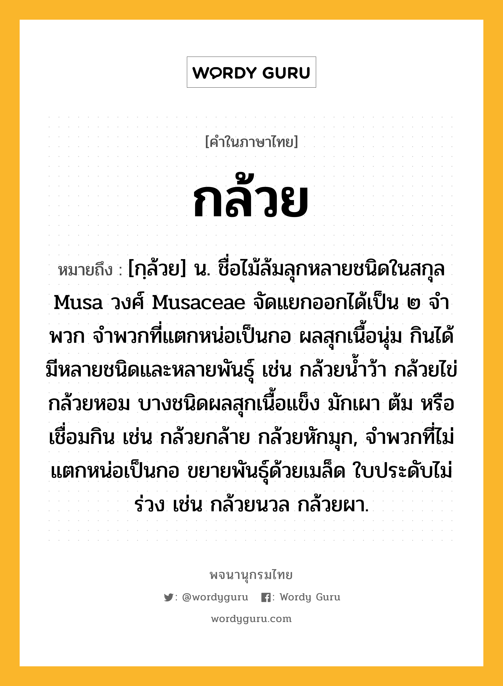 กล้วย ความหมาย หมายถึงอะไร?, คำในภาษาไทย กล้วย หมายถึง [กฺล้วย] น. ชื่อไม้ล้มลุกหลายชนิดในสกุล Musa วงศ์ Musaceae จัดแยกออกได้เป็น ๒ จําพวก จําพวกที่แตกหน่อเป็นกอ ผลสุกเนื้อนุ่ม กินได้ มีหลายชนิดและหลายพันธุ์ เช่น กล้วยนํ้าว้า กล้วยไข่ กล้วยหอม บางชนิดผลสุกเนื้อแข็ง มักเผา ต้ม หรือเชื่อมกิน เช่น กล้วยกล้าย กล้วยหักมุก, จําพวกที่ไม่แตกหน่อเป็นกอ ขยายพันธุ์ด้วยเมล็ด ใบประดับไม่ร่วง เช่น กล้วยนวล กล้วยผา.