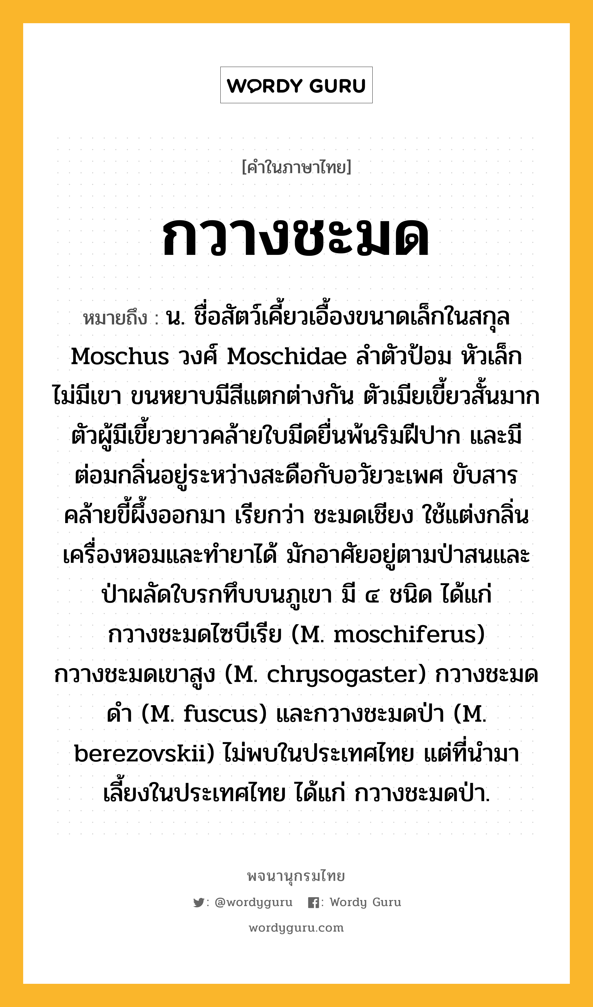 กวางชะมด ความหมาย หมายถึงอะไร?, คำในภาษาไทย กวางชะมด หมายถึง น. ชื่อสัตว์เคี้ยวเอื้องขนาดเล็กในสกุล Moschus วงศ์ Moschidae ลำตัวป้อม หัวเล็ก ไม่มีเขา ขนหยาบมีสีแตกต่างกัน ตัวเมียเขี้ยวสั้นมาก ตัวผู้มีเขี้ยวยาวคล้ายใบมีดยื่นพ้นริมฝีปาก และมีต่อมกลิ่นอยู่ระหว่างสะดือกับอวัยวะเพศ ขับสารคล้ายขี้ผึ้งออกมา เรียกว่า ชะมดเชียง ใช้แต่งกลิ่นเครื่องหอมและทำยาได้ มักอาศัยอยู่ตามป่าสนและป่าผลัดใบรกทึบบนภูเขา มี ๔ ชนิด ได้แก่ กวางชะมดไซบีเรีย (M. moschiferus) กวางชะมดเขาสูง (M. chrysogaster) กวางชะมดดำ (M. fuscus) และกวางชะมดป่า (M. berezovskii) ไม่พบในประเทศไทย แต่ที่นำมาเลี้ยงในประเทศไทย ได้แก่ กวางชะมดป่า.