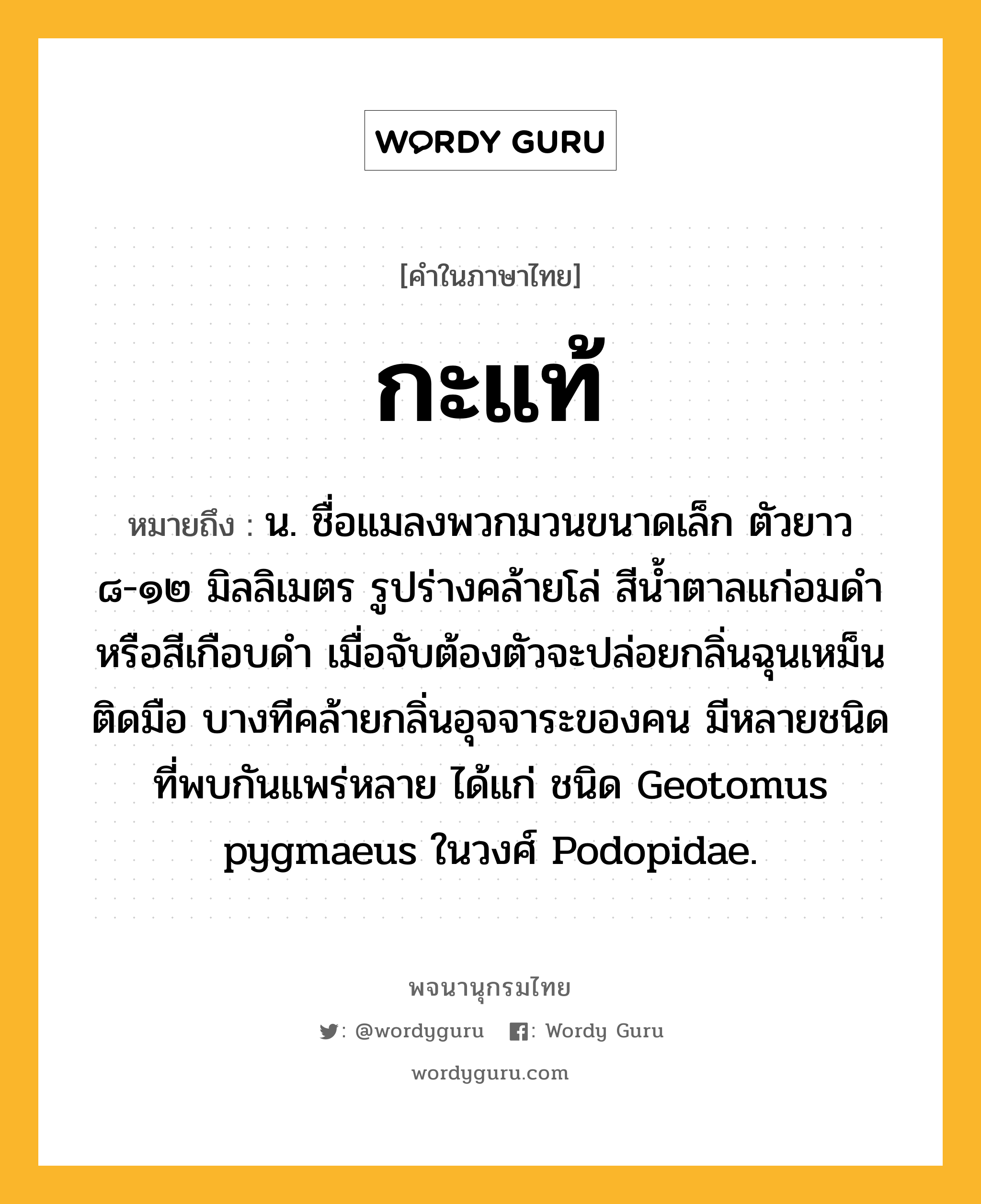 กะแท้ ความหมาย หมายถึงอะไร?, คำในภาษาไทย กะแท้ หมายถึง น. ชื่อแมลงพวกมวนขนาดเล็ก ตัวยาว ๘-๑๒ มิลลิเมตร รูปร่างคล้ายโล่ สีนํ้าตาลแก่อมดําหรือสีเกือบดํา เมื่อจับต้องตัวจะปล่อยกลิ่นฉุนเหม็นติดมือ บางทีคล้ายกลิ่นอุจจาระของคน มีหลายชนิด ที่พบกันแพร่หลาย ได้แก่ ชนิด Geotomus pygmaeus ในวงศ์ Podopidae.