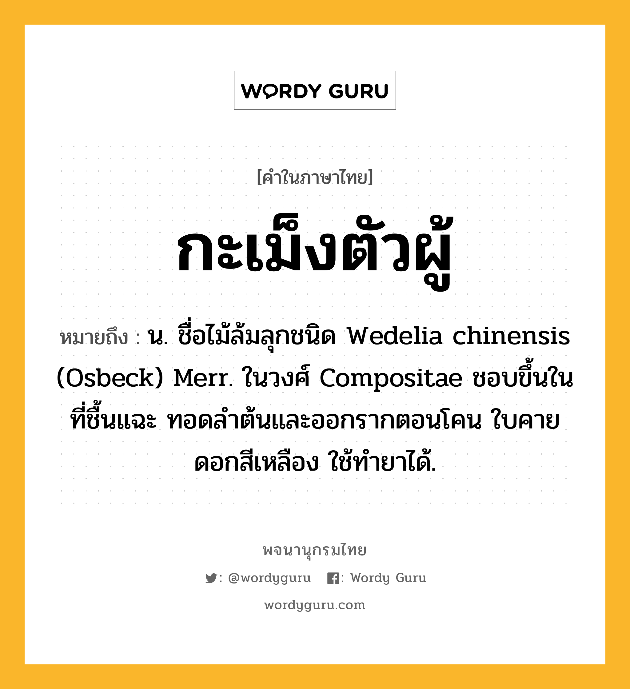 กะเม็งตัวผู้ ความหมาย หมายถึงอะไร?, คำในภาษาไทย กะเม็งตัวผู้ หมายถึง น. ชื่อไม้ล้มลุกชนิด Wedelia chinensis (Osbeck) Merr. ในวงศ์ Compositae ชอบขึ้นในที่ชื้นแฉะ ทอดลําต้นและออกรากตอนโคน ใบคาย ดอกสีเหลือง ใช้ทํายาได้.