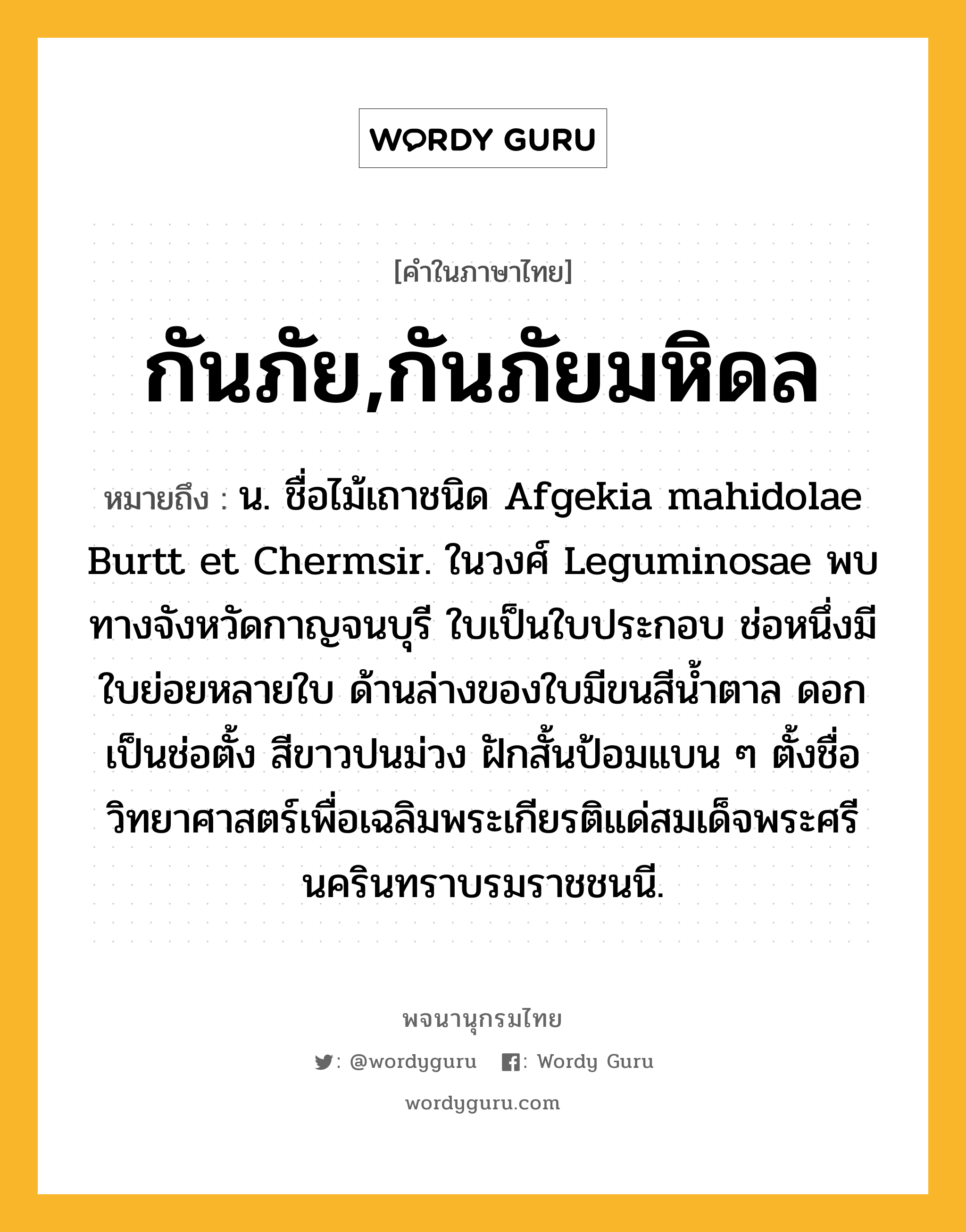 กันภัย,กันภัยมหิดล ความหมาย หมายถึงอะไร?, คำในภาษาไทย กันภัย,กันภัยมหิดล หมายถึง น. ชื่อไม้เถาชนิด Afgekia mahidolae Burtt et Chermsir. ในวงศ์ Leguminosae พบทางจังหวัดกาญจนบุรี ใบเป็นใบประกอบ ช่อหนึ่งมีใบย่อยหลายใบ ด้านล่างของใบมีขนสีนํ้าตาล ดอกเป็นช่อตั้ง สีขาวปนม่วง ฝักสั้นป้อมแบน ๆ ตั้งชื่อวิทยาศาสตร์เพื่อเฉลิมพระเกียรติแด่สมเด็จพระศรีนครินทราบรมราชชนนี.