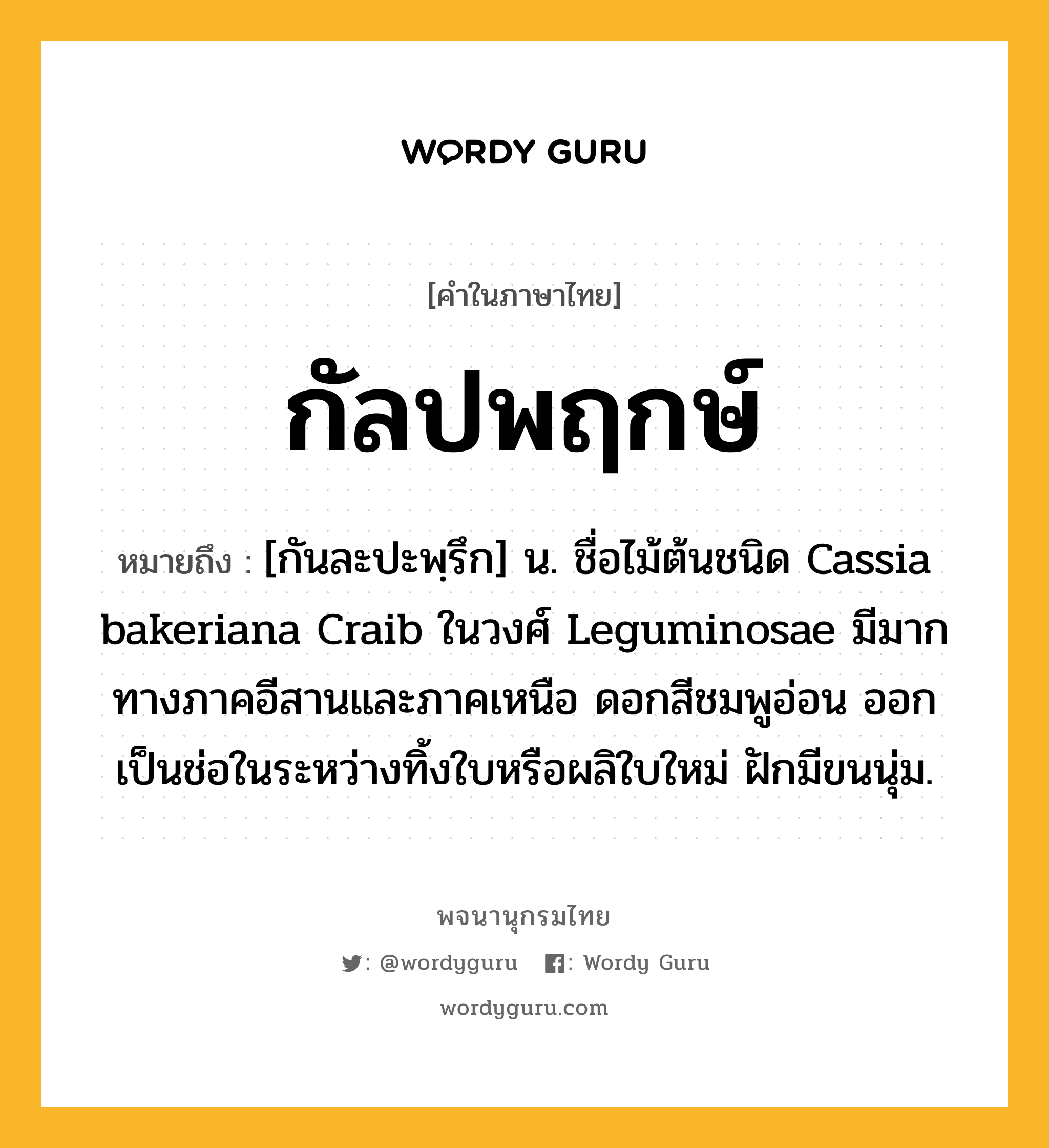 กัลปพฤกษ์ ความหมาย หมายถึงอะไร?, คำในภาษาไทย กัลปพฤกษ์ หมายถึง [กันละปะพฺรึก] น. ชื่อไม้ต้นชนิด Cassia bakeriana Craib ในวงศ์ Leguminosae มีมากทางภาคอีสานและภาคเหนือ ดอกสีชมพูอ่อน ออกเป็นช่อในระหว่างทิ้งใบหรือผลิใบใหม่ ฝักมีขนนุ่ม.