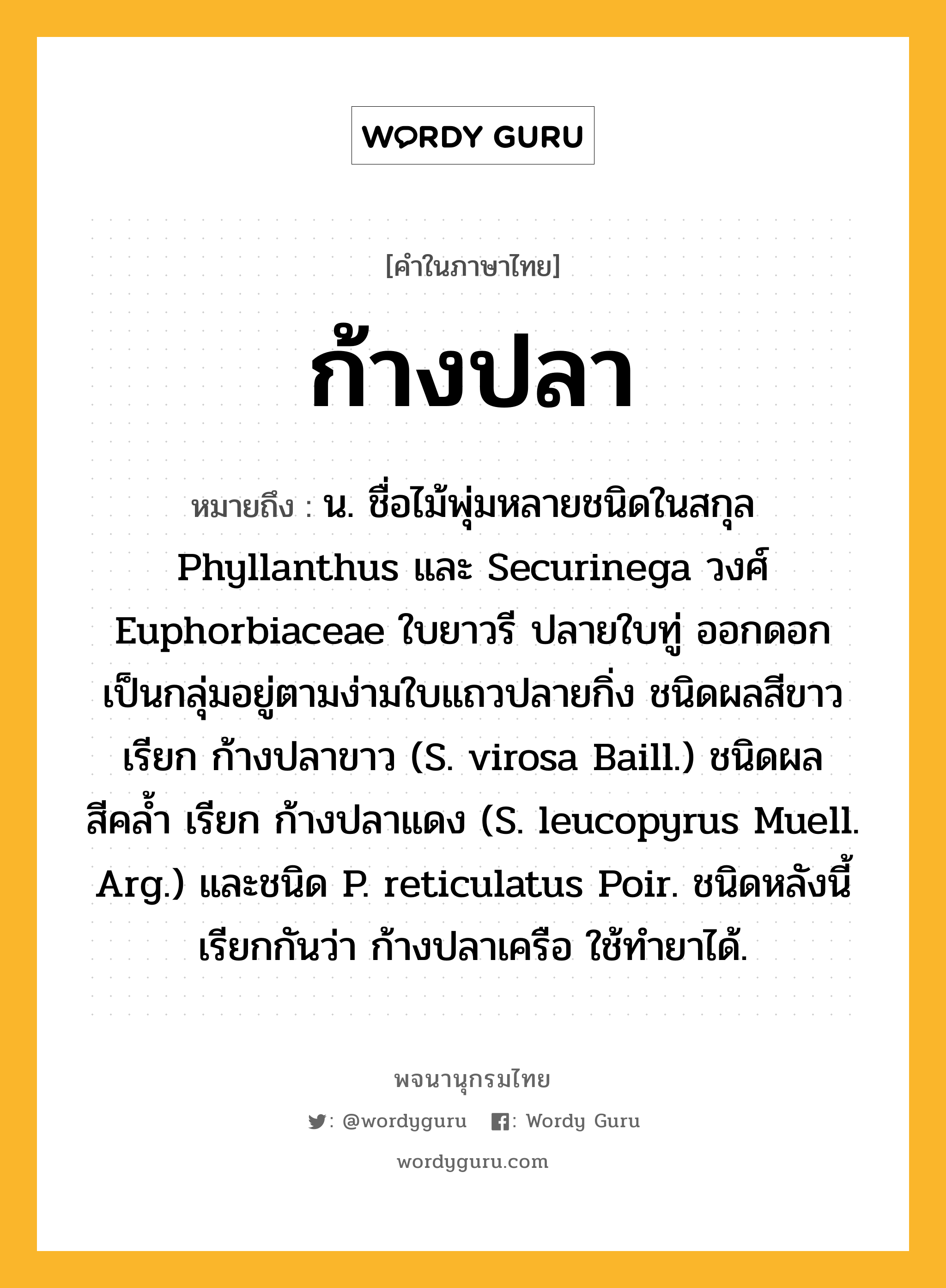 ก้างปลา ความหมาย หมายถึงอะไร?, คำในภาษาไทย ก้างปลา หมายถึง น. ชื่อไม้พุ่มหลายชนิดในสกุล Phyllanthus และ Securinega วงศ์ Euphorbiaceae ใบยาวรี ปลายใบทู่ ออกดอกเป็นกลุ่มอยู่ตามง่ามใบแถวปลายกิ่ง ชนิดผลสีขาว เรียก ก้างปลาขาว (S. virosa Baill.) ชนิดผลสีคลํ้า เรียก ก้างปลาแดง (S. leucopyrus Muell. Arg.) และชนิด P. reticulatus Poir. ชนิดหลังนี้เรียกกันว่า ก้างปลาเครือ ใช้ทํายาได้.