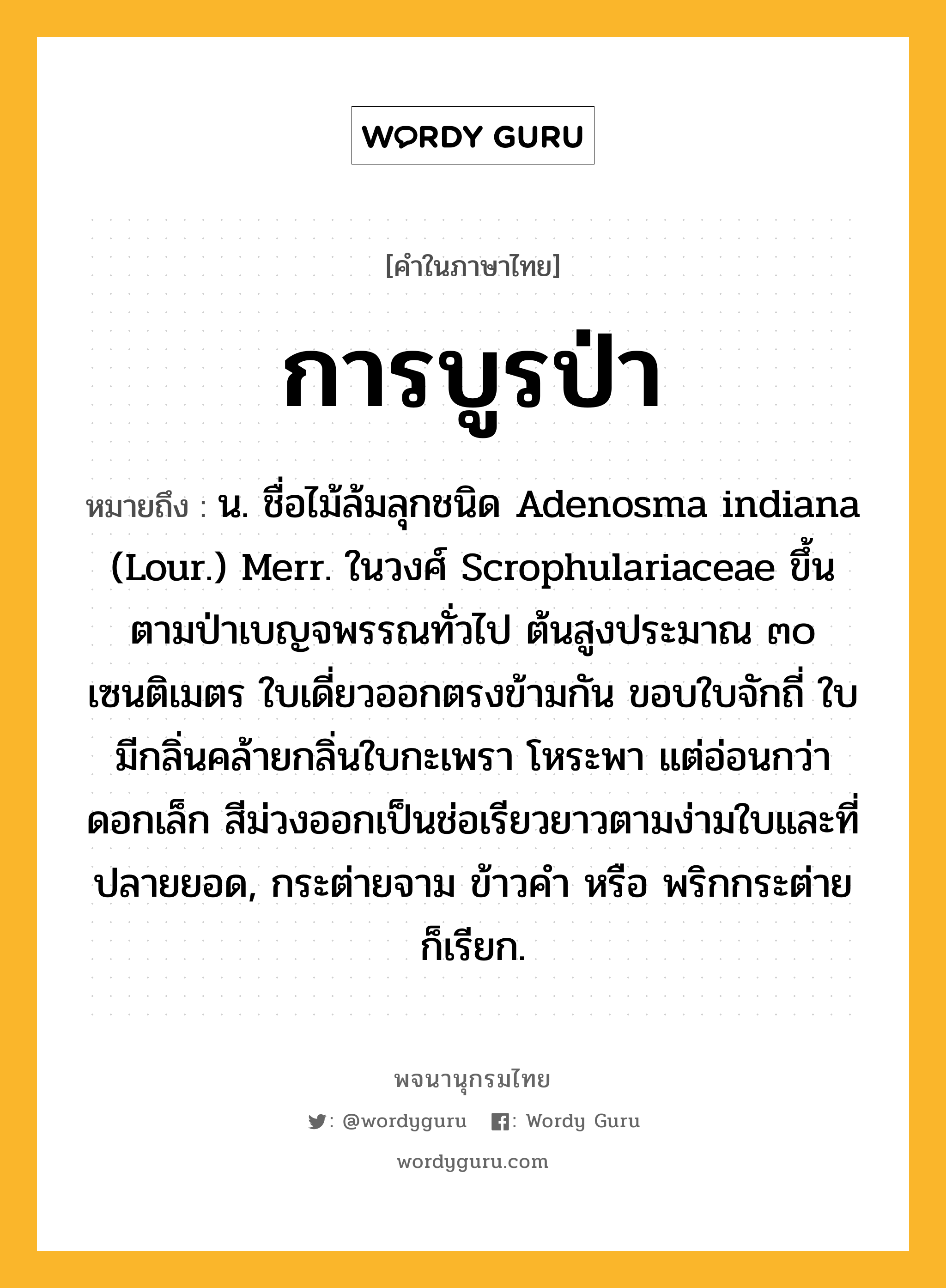 การบูรป่า ความหมาย หมายถึงอะไร?, คำในภาษาไทย การบูรป่า หมายถึง น. ชื่อไม้ล้มลุกชนิด Adenosma indiana (Lour.) Merr. ในวงศ์ Scrophulariaceae ขึ้นตามป่าเบญจพรรณทั่วไป ต้นสูงประมาณ ๓๐ เซนติเมตร ใบเดี่ยวออกตรงข้ามกัน ขอบใบจักถี่ ใบมีกลิ่นคล้ายกลิ่นใบกะเพรา โหระพา แต่อ่อนกว่า ดอกเล็ก สีม่วงออกเป็นช่อเรียวยาวตามง่ามใบและที่ปลายยอด, กระต่ายจาม ข้าวคํา หรือ พริกกระต่าย ก็เรียก.