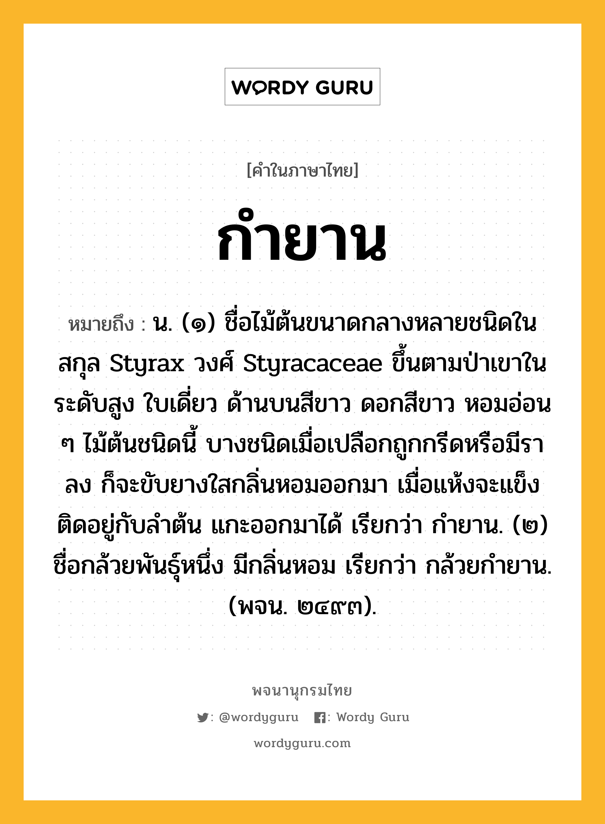 กำยาน ความหมาย หมายถึงอะไร?, คำในภาษาไทย กำยาน หมายถึง น. (๑) ชื่อไม้ต้นขนาดกลางหลายชนิดในสกุล Styrax วงศ์ Styracaceae ขึ้นตามป่าเขาในระดับสูง ใบเดี่ยว ด้านบนสีขาว ดอกสีขาว หอมอ่อน ๆ ไม้ต้นชนิดนี้ บางชนิดเมื่อเปลือกถูกกรีดหรือมีราลง ก็จะขับยางใสกลิ่นหอมออกมา เมื่อแห้งจะแข็งติดอยู่กับลำต้น แกะออกมาได้ เรียกว่า กำยาน. (๒) ชื่อกล้วยพันธุ์หนึ่ง มีกลิ่นหอม เรียกว่า กล้วยกํายาน. (พจน. ๒๔๙๓).