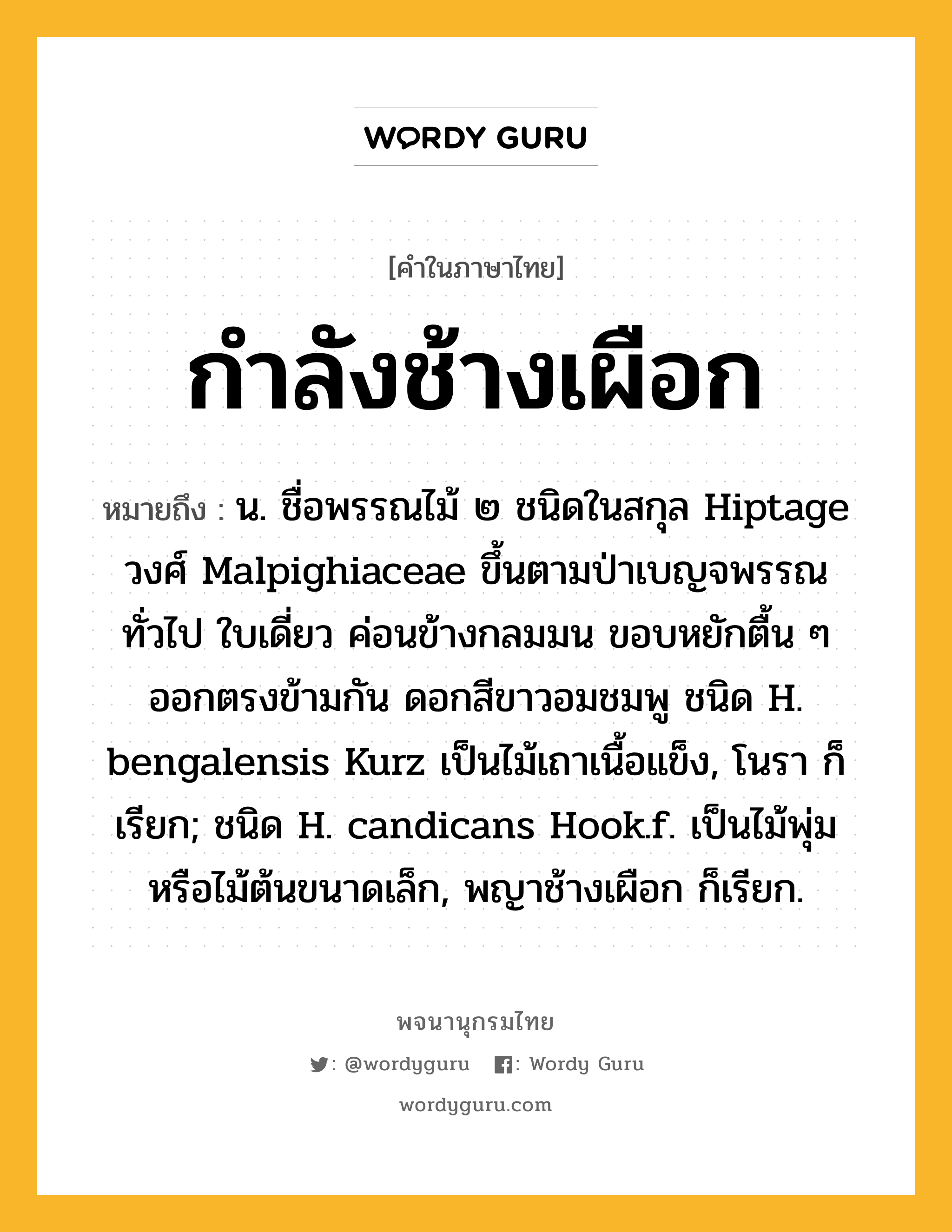 กำลังช้างเผือก ความหมาย หมายถึงอะไร?, คำในภาษาไทย กำลังช้างเผือก หมายถึง น. ชื่อพรรณไม้ ๒ ชนิดในสกุล Hiptage วงศ์ Malpighiaceae ขึ้นตามป่าเบญจพรรณทั่วไป ใบเดี่ยว ค่อนข้างกลมมน ขอบหยักตื้น ๆ ออกตรงข้ามกัน ดอกสีขาวอมชมพู ชนิด H. bengalensis Kurz เป็นไม้เถาเนื้อแข็ง, โนรา ก็เรียก; ชนิด H. candicans Hook.f. เป็นไม้พุ่มหรือไม้ต้นขนาดเล็ก, พญาช้างเผือก ก็เรียก.