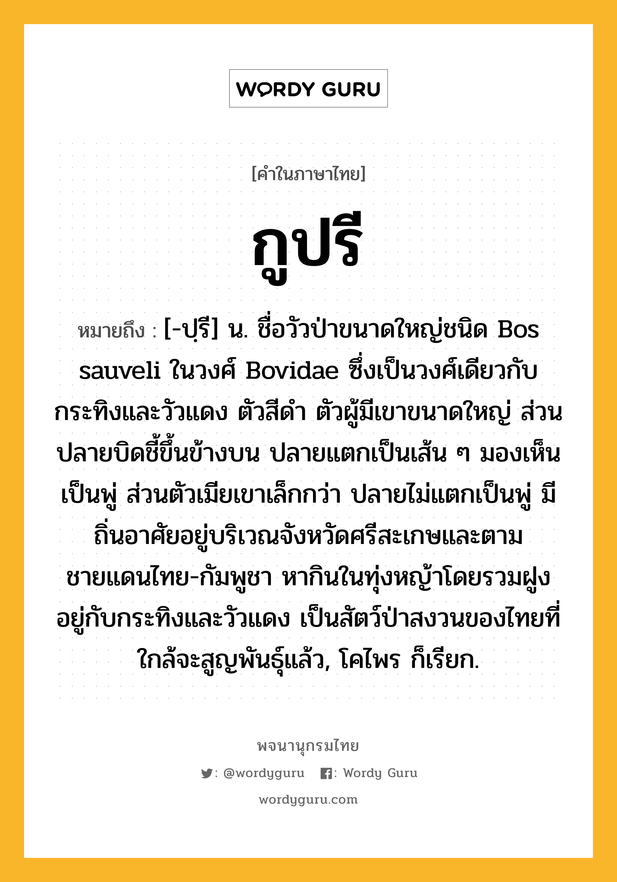 กูปรี ความหมาย หมายถึงอะไร?, คำในภาษาไทย กูปรี หมายถึง [-ปฺรี] น. ชื่อวัวป่าขนาดใหญ่ชนิด Bos sauveli ในวงศ์ Bovidae ซึ่งเป็นวงศ์เดียวกับกระทิงและวัวแดง ตัวสีดํา ตัวผู้มีเขาขนาดใหญ่ ส่วนปลายบิดชี้ขึ้นข้างบน ปลายแตกเป็นเส้น ๆ มองเห็นเป็นพู่ ส่วนตัวเมียเขาเล็กกว่า ปลายไม่แตกเป็นพู่ มีถิ่นอาศัยอยู่บริเวณจังหวัดศรีสะเกษและตามชายแดนไทย-กัมพูชา หากินในทุ่งหญ้าโดยรวมฝูงอยู่กับกระทิงและวัวแดง เป็นสัตว์ป่าสงวนของไทยที่ใกล้จะสูญพันธุ์แล้ว, โคไพร ก็เรียก.