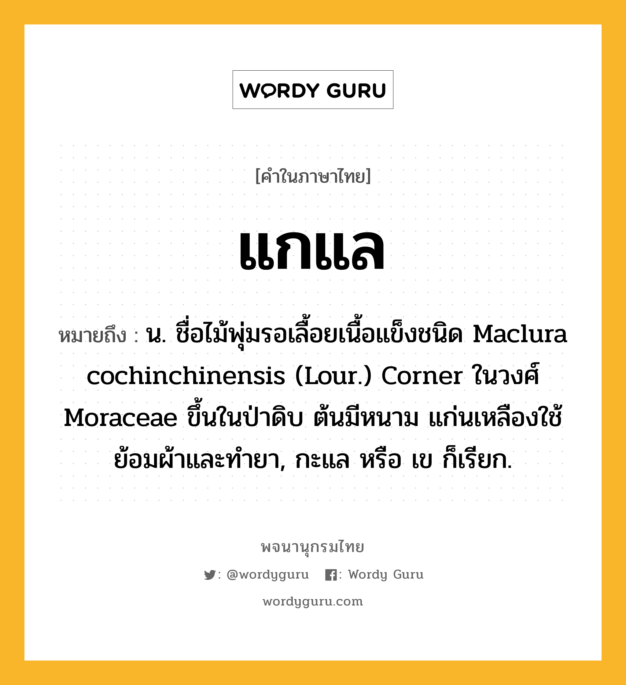 แกแล ความหมาย หมายถึงอะไร?, คำในภาษาไทย แกแล หมายถึง น. ชื่อไม้พุ่มรอเลื้อยเนื้อแข็งชนิด Maclura cochinchinensis (Lour.) Corner ในวงศ์ Moraceae ขึ้นในป่าดิบ ต้นมีหนาม แก่นเหลืองใช้ย้อมผ้าและทํายา, กะแล หรือ เข ก็เรียก.