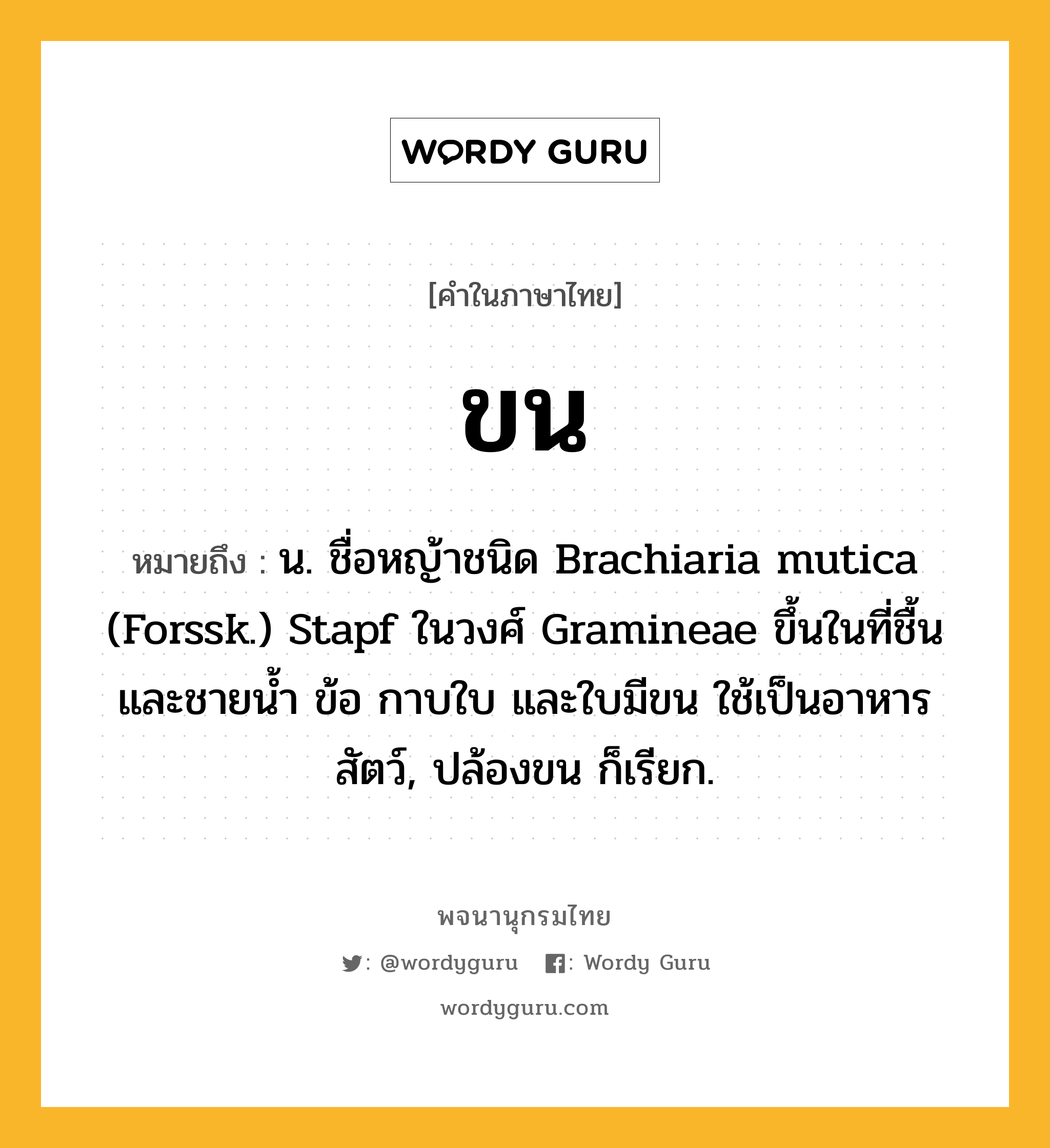 ขน ความหมาย หมายถึงอะไร?, คำในภาษาไทย ขน หมายถึง น. ชื่อหญ้าชนิด Brachiaria mutica (Forssk.) Stapf ในวงศ์ Gramineae ขึ้นในที่ชื้นและชายนํ้า ข้อ กาบใบ และใบมีขน ใช้เป็นอาหารสัตว์, ปล้องขน ก็เรียก.