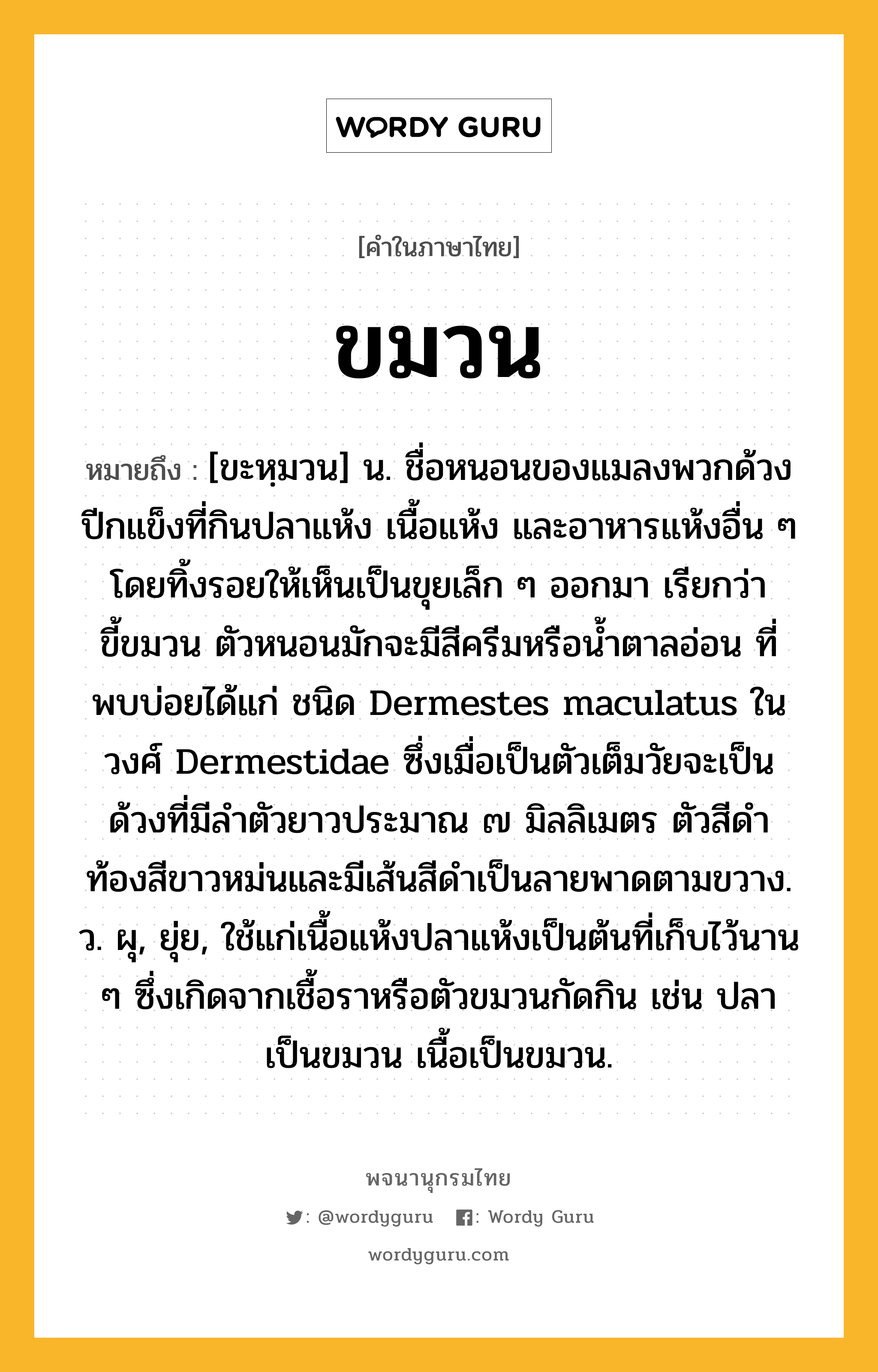 ขมวน ความหมาย หมายถึงอะไร?, คำในภาษาไทย ขมวน หมายถึง [ขะหฺมวน] น. ชื่อหนอนของแมลงพวกด้วงปีกแข็งที่กินปลาแห้ง เนื้อแห้ง และอาหารแห้งอื่น ๆ โดยทิ้งรอยให้เห็นเป็นขุยเล็ก ๆ ออกมา เรียกว่า ขี้ขมวน ตัวหนอนมักจะมีสีครีมหรือนํ้าตาลอ่อน ที่พบบ่อยได้แก่ ชนิด Dermestes maculatus ในวงศ์ Dermestidae ซึ่งเมื่อเป็นตัวเต็มวัยจะเป็นด้วงที่มีลําตัวยาวประมาณ ๗ มิลลิเมตร ตัวสีดํา ท้องสีขาวหม่นและมีเส้นสีดําเป็นลายพาดตามขวาง. ว. ผุ, ยุ่ย, ใช้แก่เนื้อแห้งปลาแห้งเป็นต้นที่เก็บไว้นาน ๆ ซึ่งเกิดจากเชื้อราหรือตัวขมวนกัดกิน เช่น ปลาเป็นขมวน เนื้อเป็นขมวน.