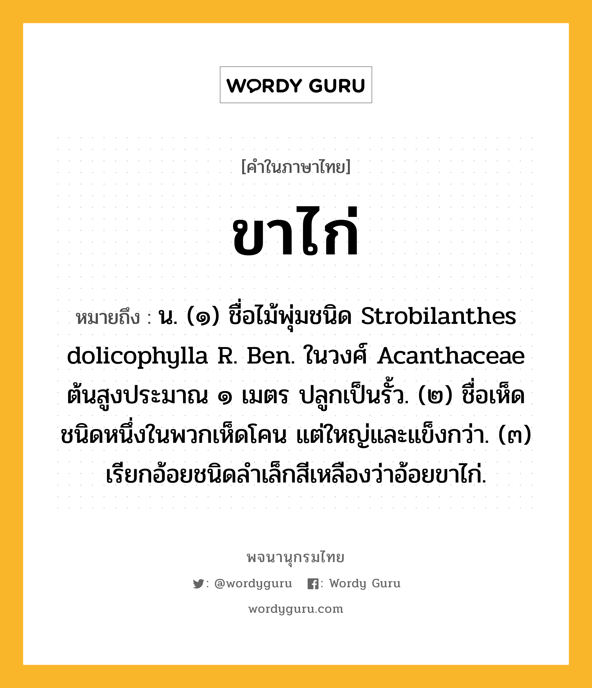 ขาไก่ ความหมาย หมายถึงอะไร?, คำในภาษาไทย ขาไก่ หมายถึง น. (๑) ชื่อไม้พุ่มชนิด Strobilanthes dolicophylla R. Ben. ในวงศ์ Acanthaceae ต้นสูงประมาณ ๑ เมตร ปลูกเป็นรั้ว. (๒) ชื่อเห็ดชนิดหนึ่งในพวกเห็ดโคน แต่ใหญ่และแข็งกว่า. (๓) เรียกอ้อยชนิดลําเล็กสีเหลืองว่าอ้อยขาไก่.