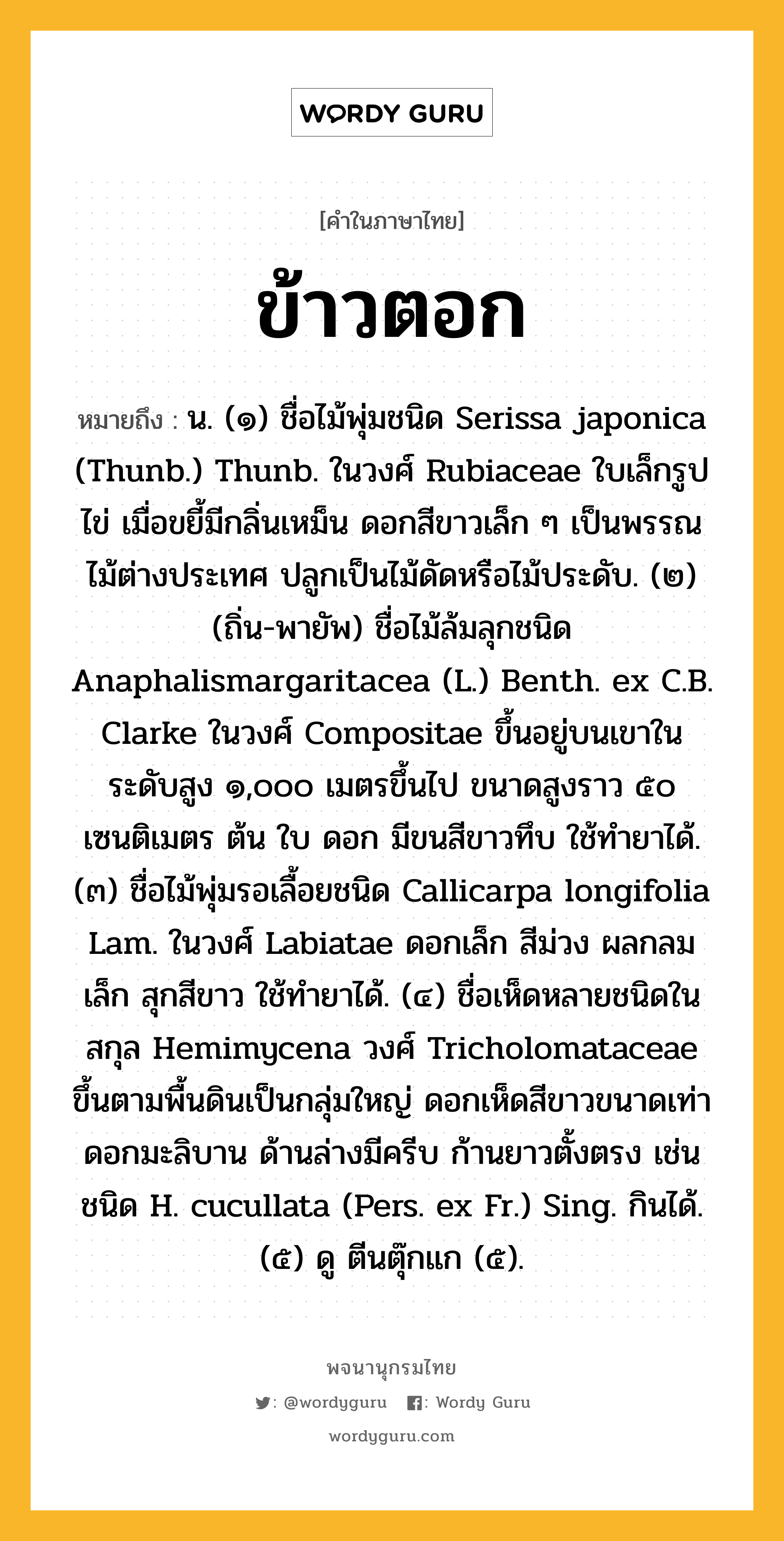 ข้าวตอก ความหมาย หมายถึงอะไร?, คำในภาษาไทย ข้าวตอก หมายถึง น. (๑) ชื่อไม้พุ่มชนิด Serissa japonica (Thunb.) Thunb. ในวงศ์ Rubiaceae ใบเล็กรูปไข่ เมื่อขยี้มีกลิ่นเหม็น ดอกสีขาวเล็ก ๆ เป็นพรรณไม้ต่างประเทศ ปลูกเป็นไม้ดัดหรือไม้ประดับ. (๒) (ถิ่น-พายัพ) ชื่อไม้ล้มลุกชนิด Anaphalismargaritacea (L.) Benth. ex C.B. Clarke ในวงศ์ Compositae ขึ้นอยู่บนเขาในระดับสูง ๑,๐๐๐ เมตรขึ้นไป ขนาดสูงราว ๕๐ เซนติเมตร ต้น ใบ ดอก มีขนสีขาวทึบ ใช้ทํายาได้. (๓) ชื่อไม้พุ่มรอเลื้อยชนิด Callicarpa longifolia Lam. ในวงศ์ Labiatae ดอกเล็ก สีม่วง ผลกลมเล็ก สุกสีขาว ใช้ทํายาได้. (๔) ชื่อเห็ดหลายชนิดในสกุล Hemimycena วงศ์ Tricholomataceae ขึ้นตามพื้นดินเป็นกลุ่มใหญ่ ดอกเห็ดสีขาวขนาดเท่าดอกมะลิบาน ด้านล่างมีครีบ ก้านยาวตั้งตรง เช่น ชนิด H. cucullata (Pers. ex Fr.) Sing. กินได้. (๕) ดู ตีนตุ๊กแก (๕).