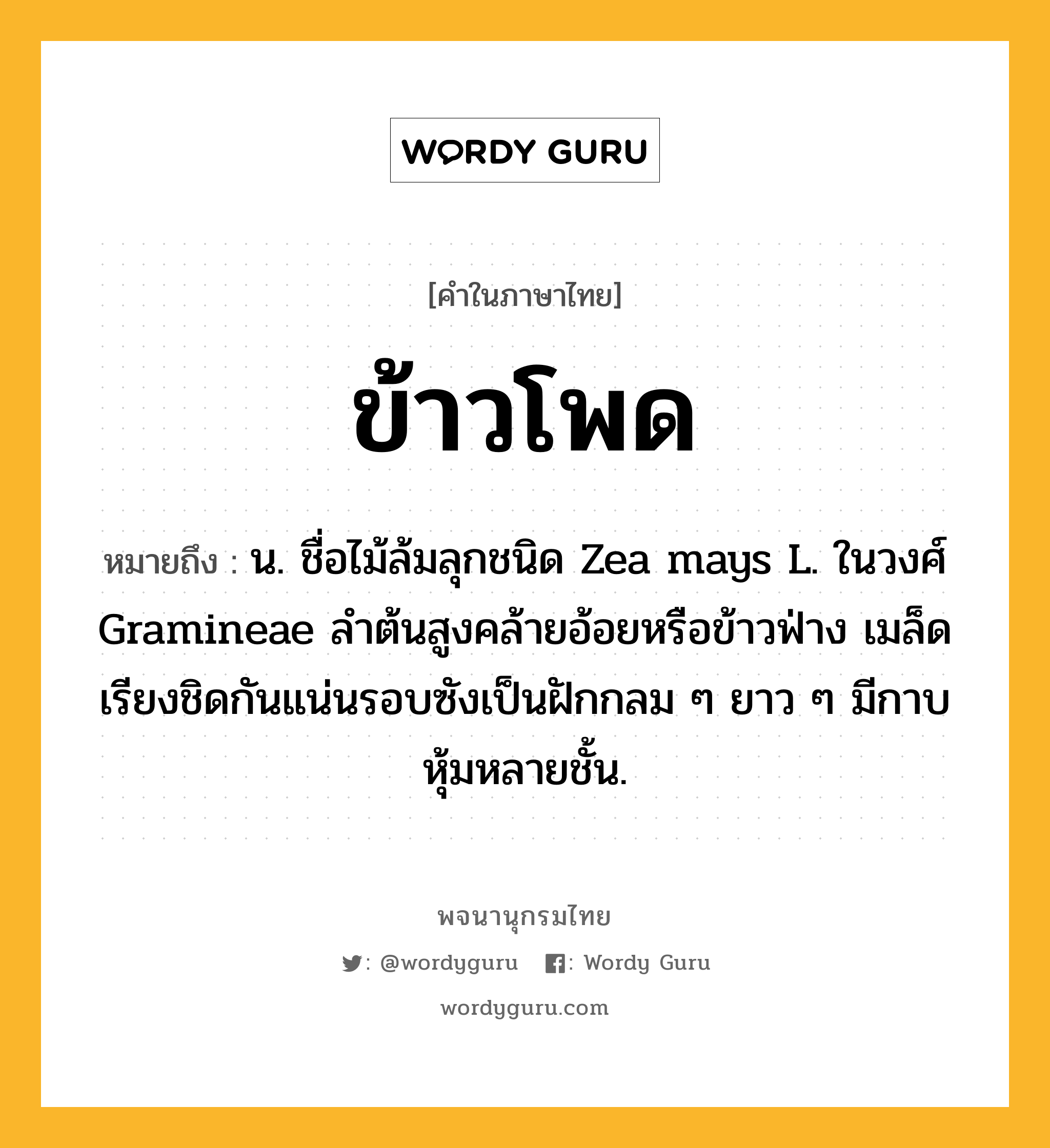 ข้าวโพด ความหมาย หมายถึงอะไร?, คำในภาษาไทย ข้าวโพด หมายถึง น. ชื่อไม้ล้มลุกชนิด Zea mays L. ในวงศ์ Gramineae ลําต้นสูงคล้ายอ้อยหรือข้าวฟ่าง เมล็ดเรียงชิดกันแน่นรอบซังเป็นฝักกลม ๆ ยาว ๆ มีกาบหุ้มหลายชั้น.