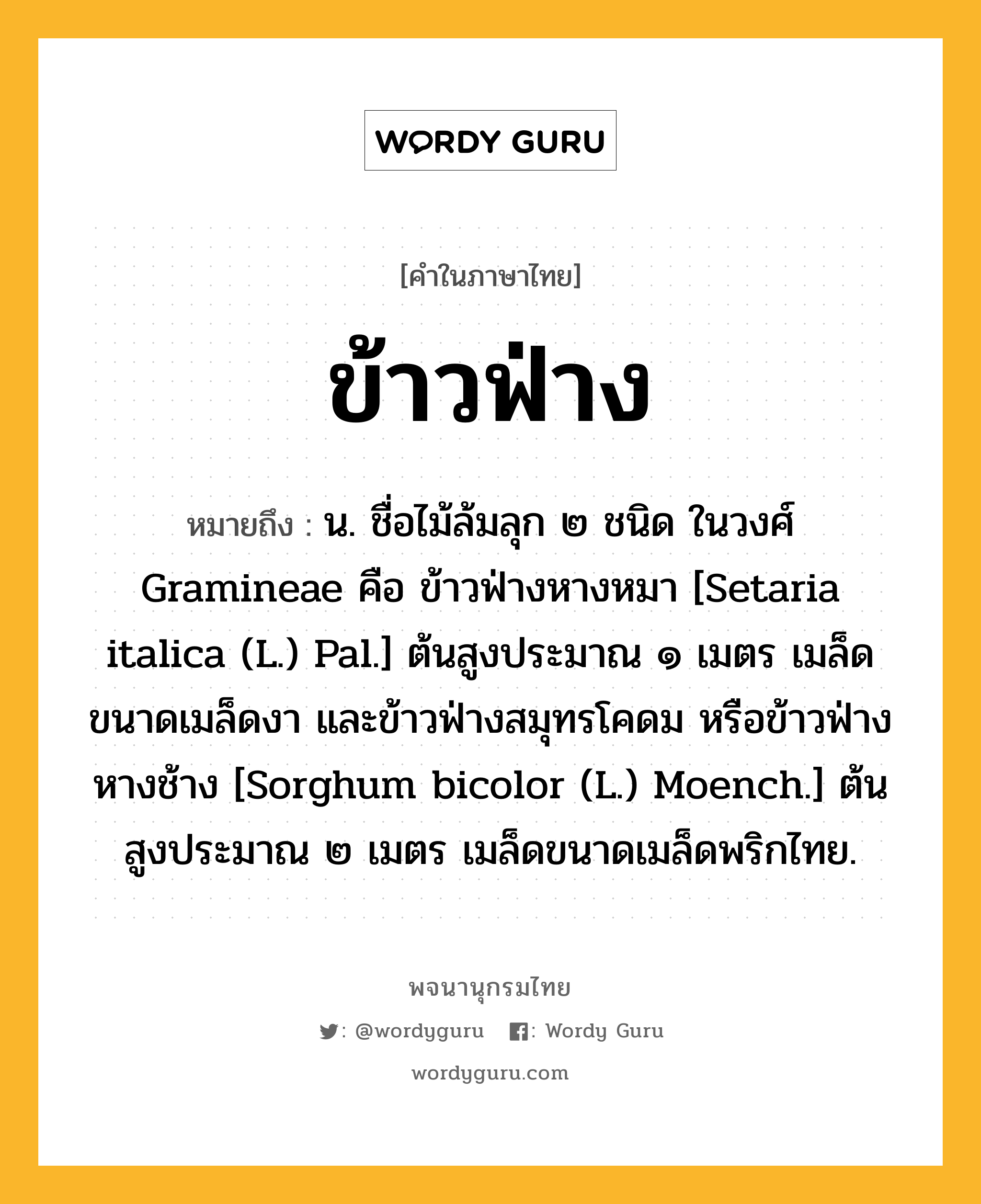 ข้าวฟ่าง ความหมาย หมายถึงอะไร?, คำในภาษาไทย ข้าวฟ่าง หมายถึง น. ชื่อไม้ล้มลุก ๒ ชนิด ในวงศ์ Gramineae คือ ข้าวฟ่างหางหมา [Setaria italica (L.) Pal.] ต้นสูงประมาณ ๑ เมตร เมล็ดขนาดเมล็ดงา และข้าวฟ่างสมุทรโคดม หรือข้าวฟ่างหางช้าง [Sorghum bicolor (L.) Moench.] ต้นสูงประมาณ ๒ เมตร เมล็ดขนาดเมล็ดพริกไทย.