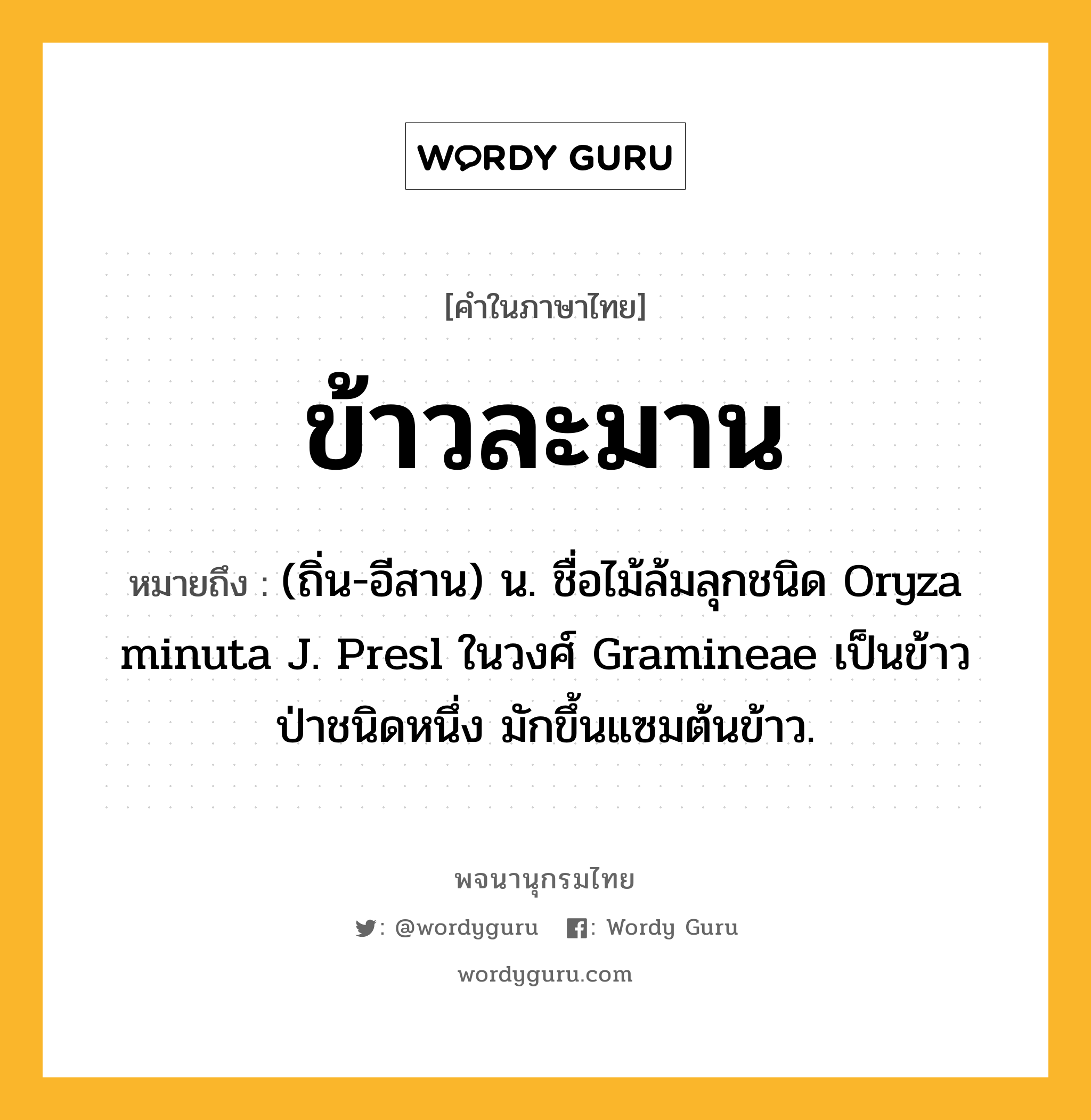 ข้าวละมาน ความหมาย หมายถึงอะไร?, คำในภาษาไทย ข้าวละมาน หมายถึง (ถิ่น-อีสาน) น. ชื่อไม้ล้มลุกชนิด Oryza minuta J. Presl ในวงศ์ Gramineae เป็นข้าวป่าชนิดหนึ่ง มักขึ้นแซมต้นข้าว.