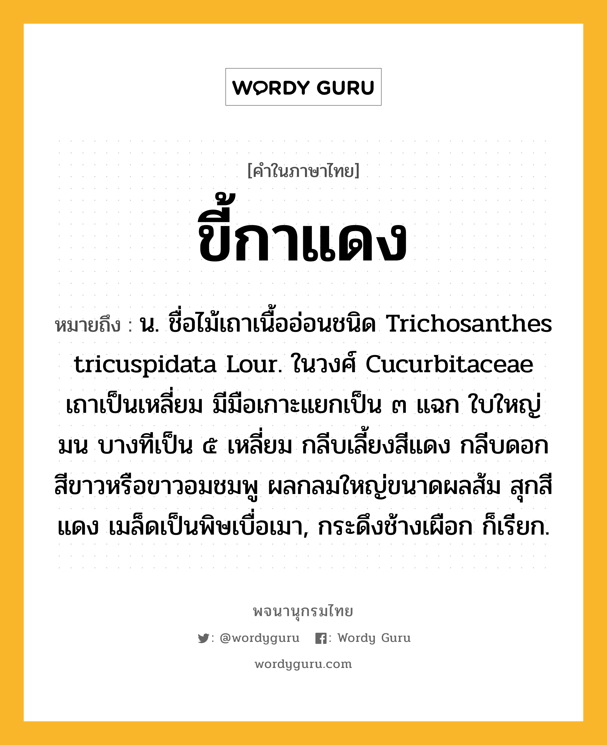 ขี้กาแดง ความหมาย หมายถึงอะไร?, คำในภาษาไทย ขี้กาแดง หมายถึง น. ชื่อไม้เถาเนื้ออ่อนชนิด Trichosanthes tricuspidata Lour. ในวงศ์ Cucurbitaceae เถาเป็นเหลี่ยม มีมือเกาะแยกเป็น ๓ แฉก ใบใหญ่มน บางทีเป็น ๕ เหลี่ยม กลีบเลี้ยงสีแดง กลีบดอกสีขาวหรือขาวอมชมพู ผลกลมใหญ่ขนาดผลส้ม สุกสีแดง เมล็ดเป็นพิษเบื่อเมา, กระดึงช้างเผือก ก็เรียก.