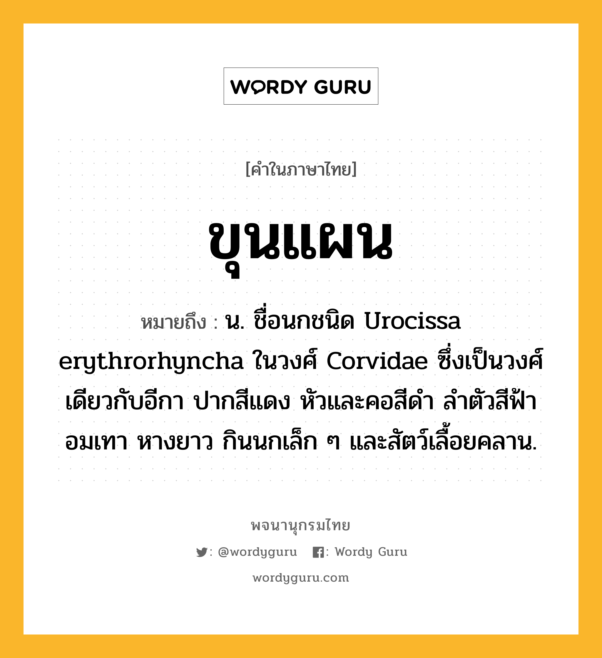 ขุนแผน ความหมาย หมายถึงอะไร?, คำในภาษาไทย ขุนแผน หมายถึง น. ชื่อนกชนิด Urocissa erythrorhyncha ในวงศ์ Corvidae ซึ่งเป็นวงศ์เดียวกับอีกา ปากสีแดง หัวและคอสีดํา ลําตัวสีฟ้าอมเทา หางยาว กินนกเล็ก ๆ และสัตว์เลื้อยคลาน.