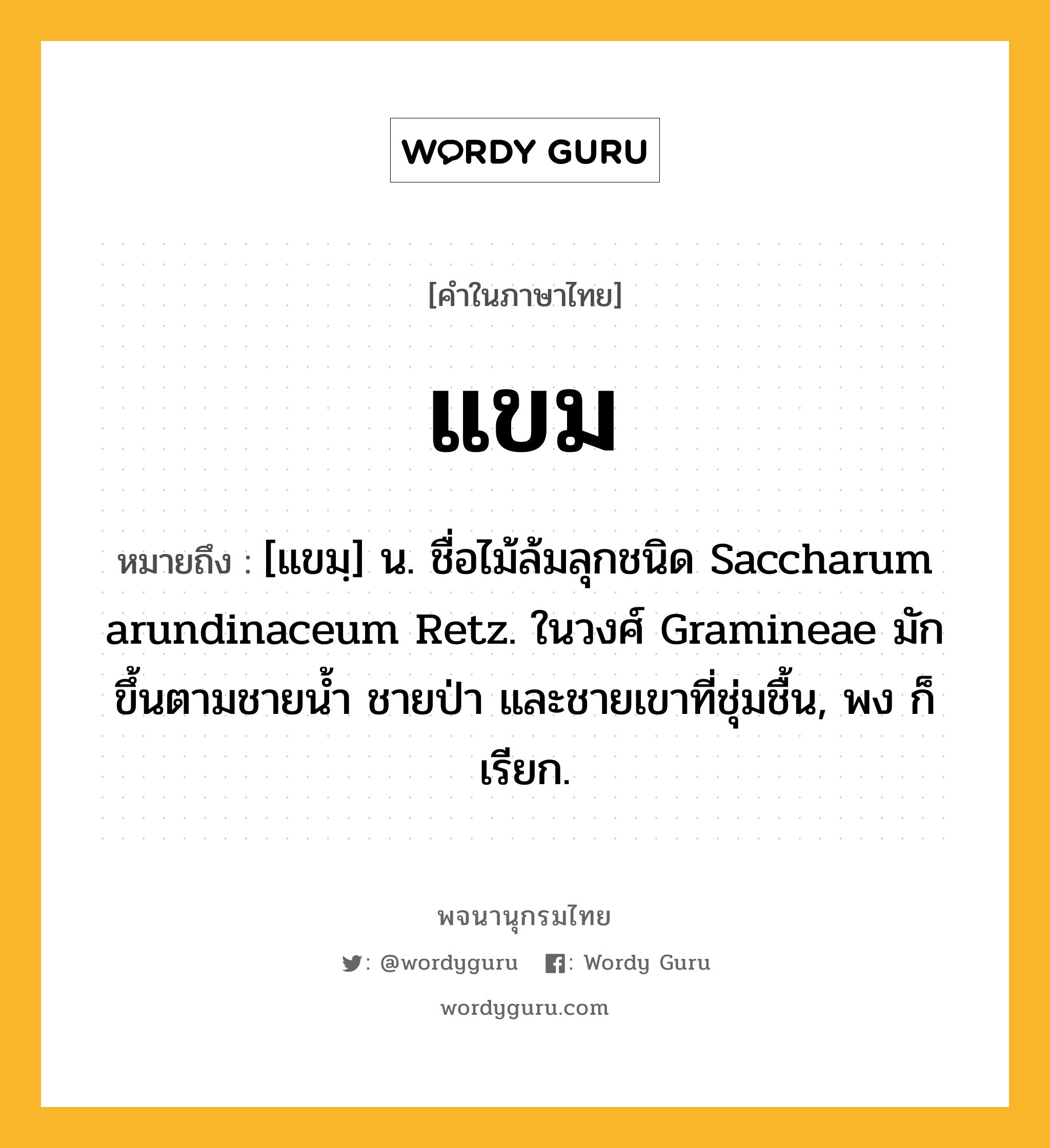 แขม ความหมาย หมายถึงอะไร?, คำในภาษาไทย แขม หมายถึง [แขมฺ] น. ชื่อไม้ล้มลุกชนิด Saccharum arundinaceum Retz. ในวงศ์ Gramineae มักขึ้นตามชายนํ้า ชายป่า และชายเขาที่ชุ่มชื้น, พง ก็เรียก.