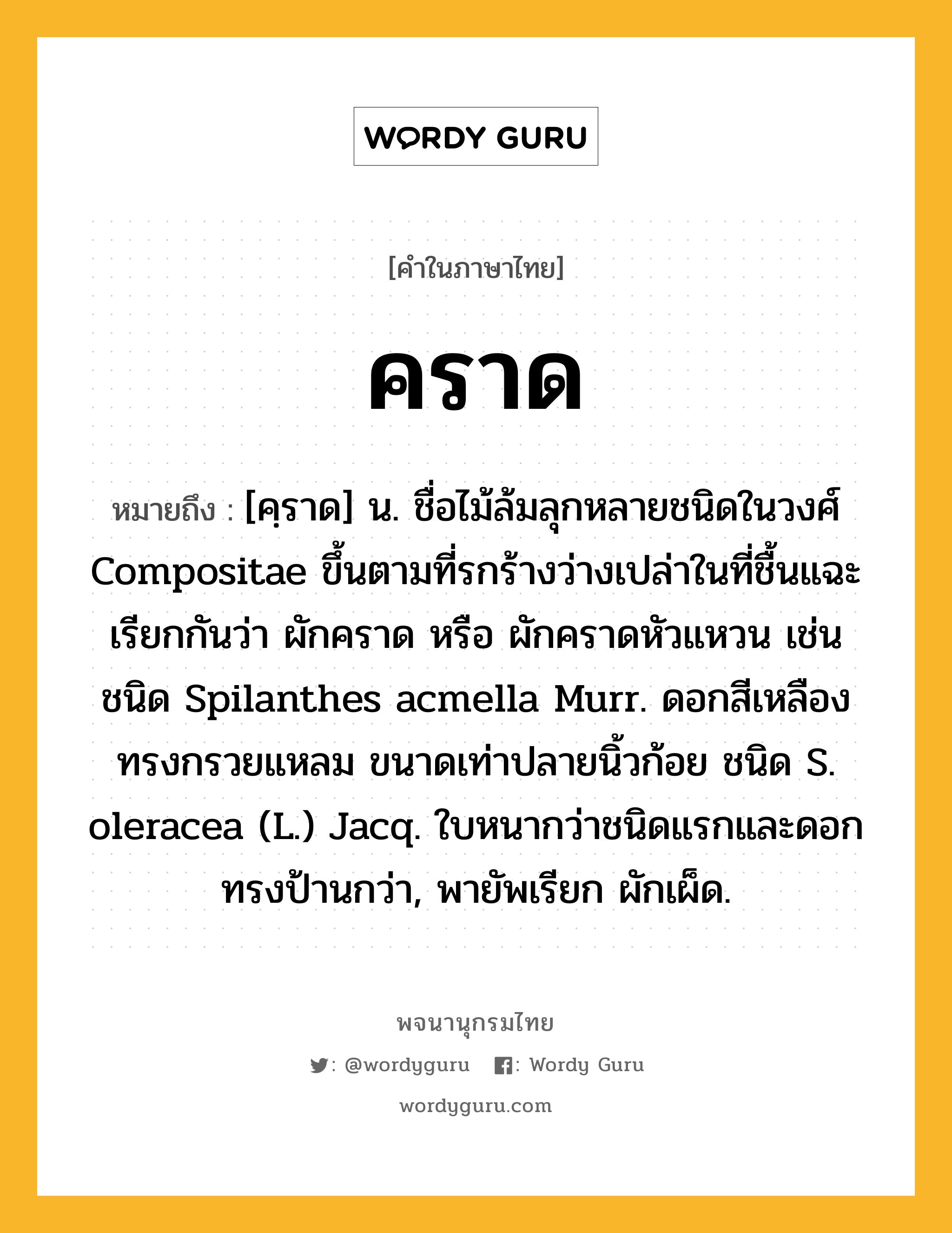 คราด ความหมาย หมายถึงอะไร?, คำในภาษาไทย คราด หมายถึง [คฺราด] น. ชื่อไม้ล้มลุกหลายชนิดในวงศ์ Compositae ขึ้นตามที่รกร้างว่างเปล่าในที่ชื้นแฉะ เรียกกันว่า ผักคราด หรือ ผักคราดหัวแหวน เช่น ชนิด Spilanthes acmella Murr. ดอกสีเหลืองทรงกรวยแหลม ขนาดเท่าปลายนิ้วก้อย ชนิด S. oleracea (L.) Jacq. ใบหนากว่าชนิดแรกและดอกทรงป้านกว่า, พายัพเรียก ผักเผ็ด.