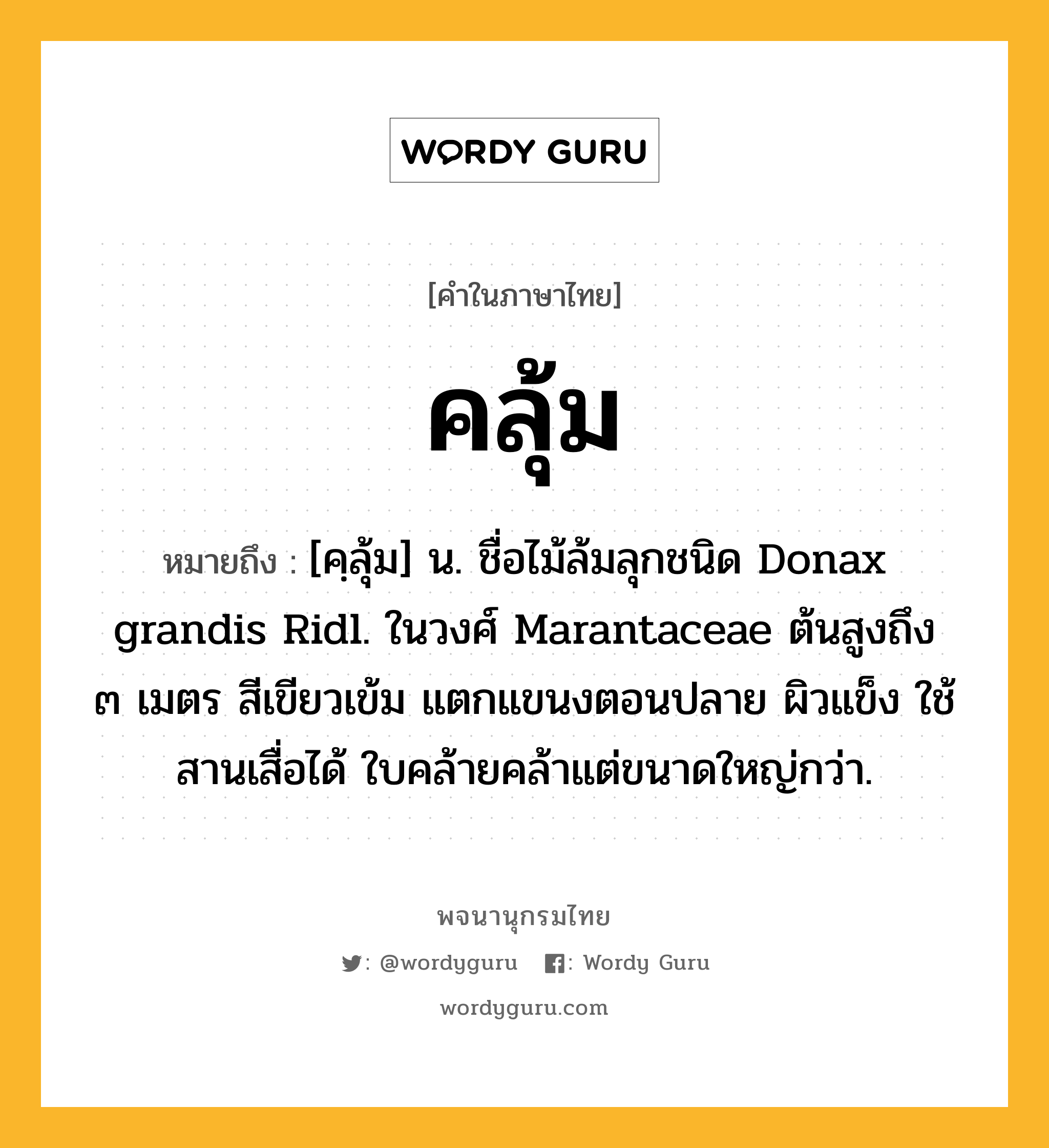 คลุ้ม ความหมาย หมายถึงอะไร?, คำในภาษาไทย คลุ้ม หมายถึง [คฺลุ้ม] น. ชื่อไม้ล้มลุกชนิด Donax grandis Ridl. ในวงศ์ Marantaceae ต้นสูงถึง ๓ เมตร สีเขียวเข้ม แตกแขนงตอนปลาย ผิวแข็ง ใช้สานเสื่อได้ ใบคล้ายคล้าแต่ขนาดใหญ่กว่า.