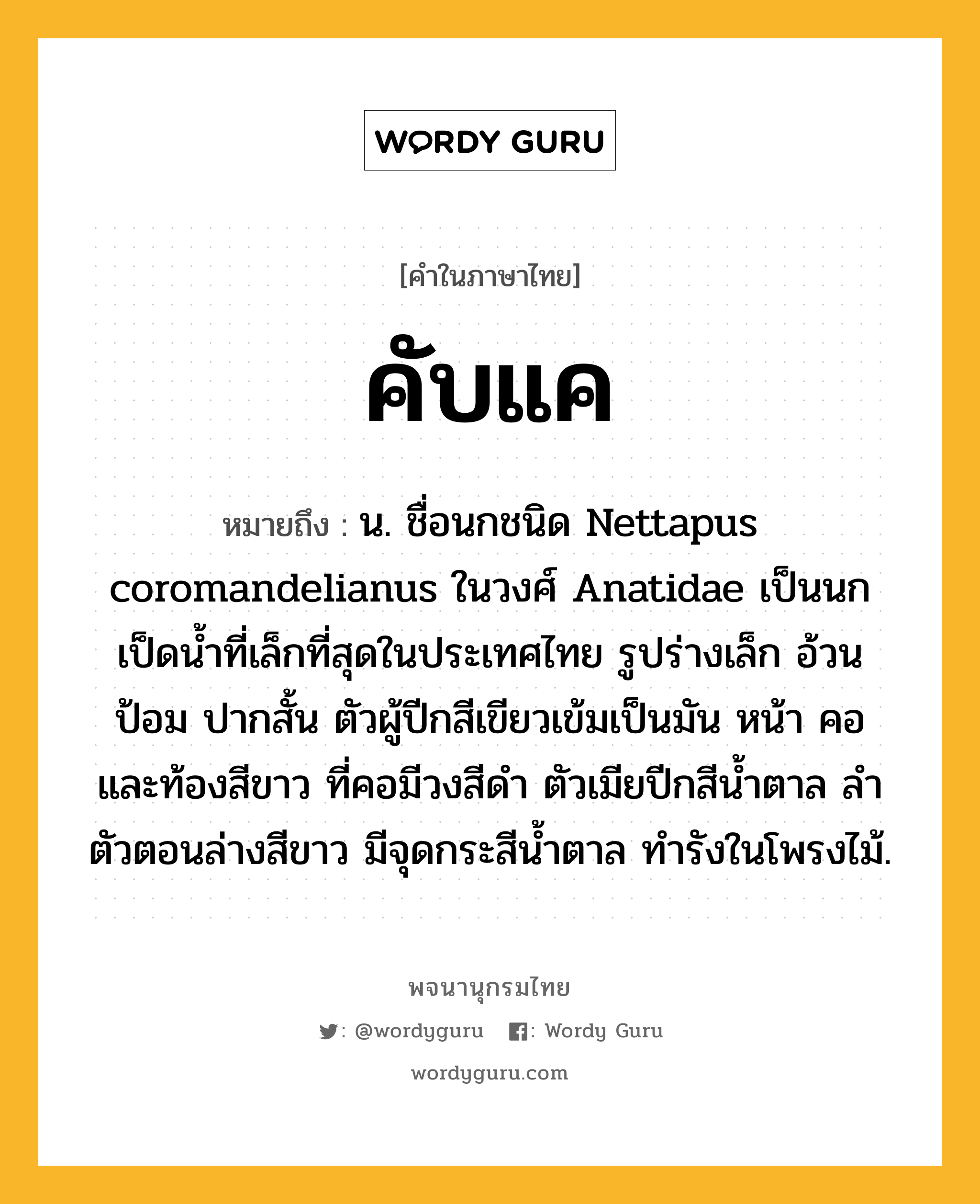 คับแค ความหมาย หมายถึงอะไร?, คำในภาษาไทย คับแค หมายถึง น. ชื่อนกชนิด Nettapus coromandelianus ในวงศ์ Anatidae เป็นนกเป็ดนํ้าที่เล็กที่สุดในประเทศไทย รูปร่างเล็ก อ้วนป้อม ปากสั้น ตัวผู้ปีกสีเขียวเข้มเป็นมัน หน้า คอ และท้องสีขาว ที่คอมีวงสีดํา ตัวเมียปีกสีนํ้าตาล ลําตัวตอนล่างสีขาว มีจุดกระสีนํ้าตาล ทํารังในโพรงไม้.