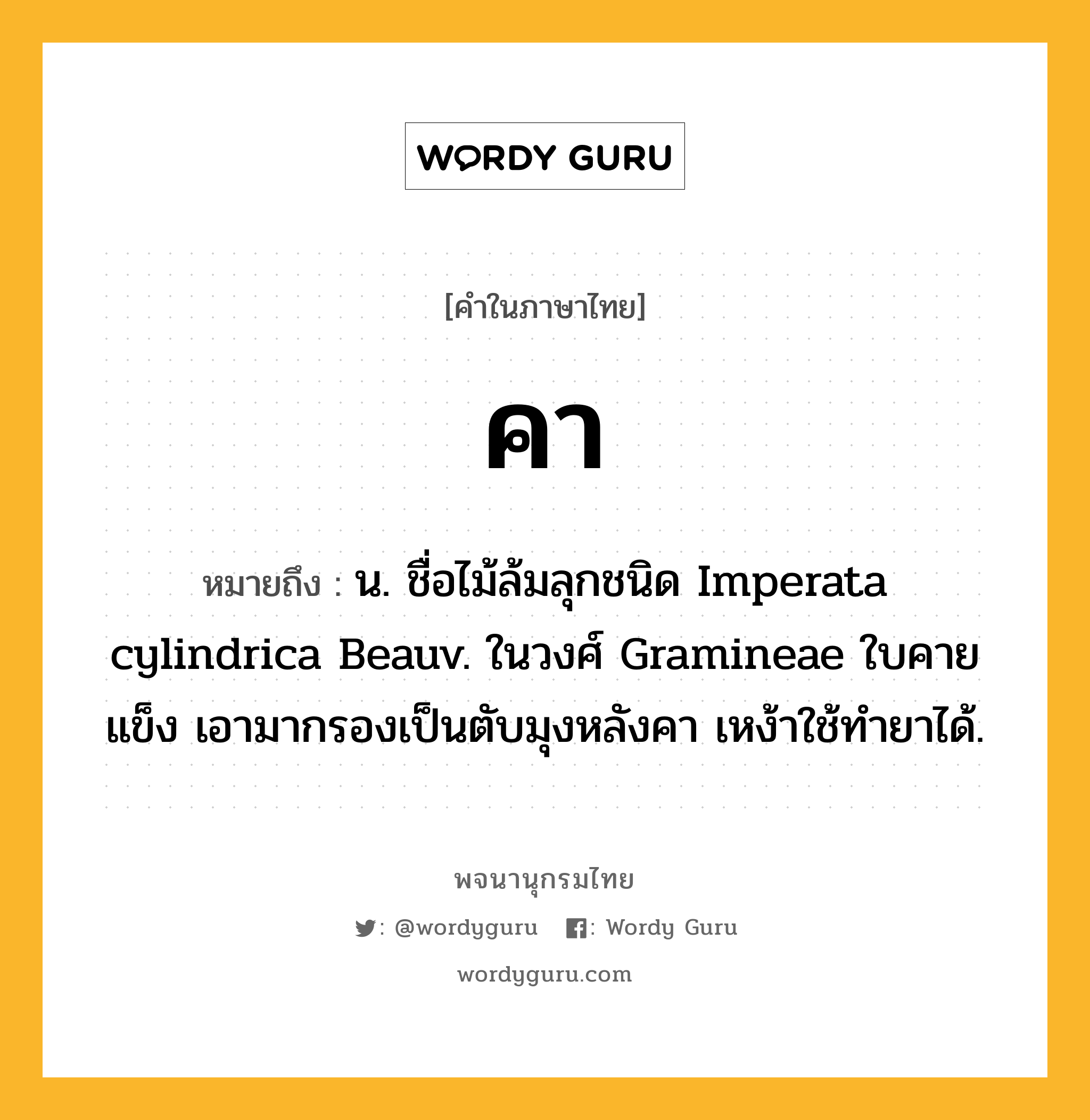 คา ความหมาย หมายถึงอะไร?, คำในภาษาไทย คา หมายถึง น. ชื่อไม้ล้มลุกชนิด Imperata cylindrica Beauv. ในวงศ์ Gramineae ใบคาย แข็ง เอามากรองเป็นตับมุงหลังคา เหง้าใช้ทํายาได้.