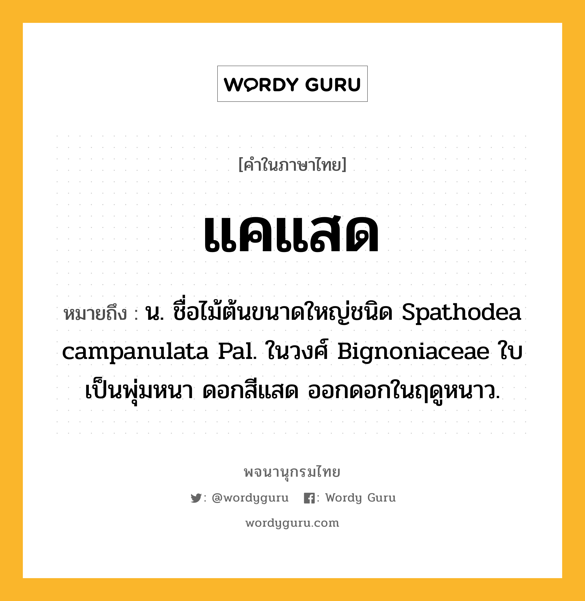 แคแสด ความหมาย หมายถึงอะไร?, คำในภาษาไทย แคแสด หมายถึง น. ชื่อไม้ต้นขนาดใหญ่ชนิด Spathodea campanulata Pal. ในวงศ์ Bignoniaceae ใบเป็นพุ่มหนา ดอกสีแสด ออกดอกในฤดูหนาว.