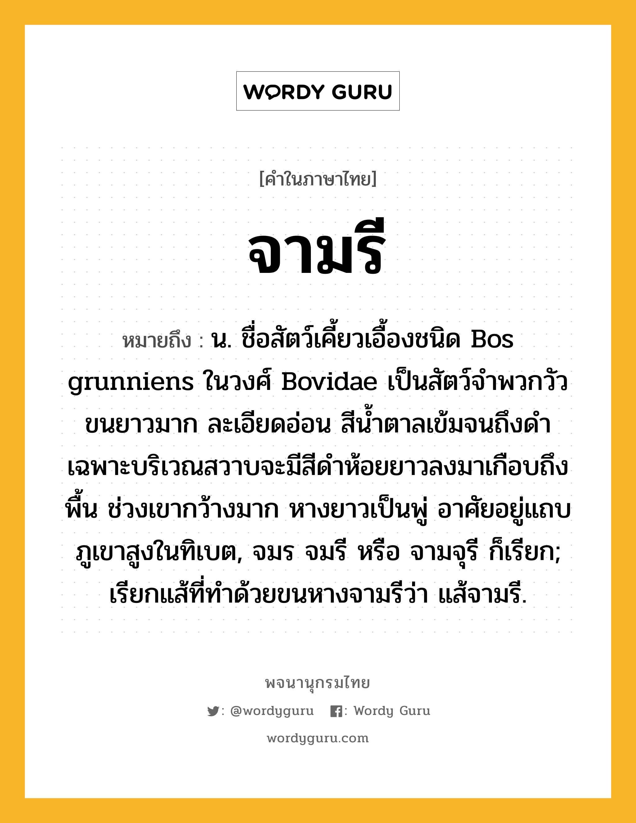 จามรี ความหมาย หมายถึงอะไร?, คำในภาษาไทย จามรี หมายถึง น. ชื่อสัตว์เคี้ยวเอื้องชนิด Bos grunniens ในวงศ์ Bovidae เป็นสัตว์จำพวกวัว ขนยาวมาก ละเอียดอ่อน สีนํ้าตาลเข้มจนถึงดำ เฉพาะบริเวณสวาบจะมีสีดําห้อยยาวลงมาเกือบถึงพื้น ช่วงเขากว้างมาก หางยาวเป็นพู่ อาศัยอยู่แถบภูเขาสูงในทิเบต, จมร จมรี หรือ จามจุรี ก็เรียก; เรียกแส้ที่ทําด้วยขนหางจามรีว่า แส้จามรี.