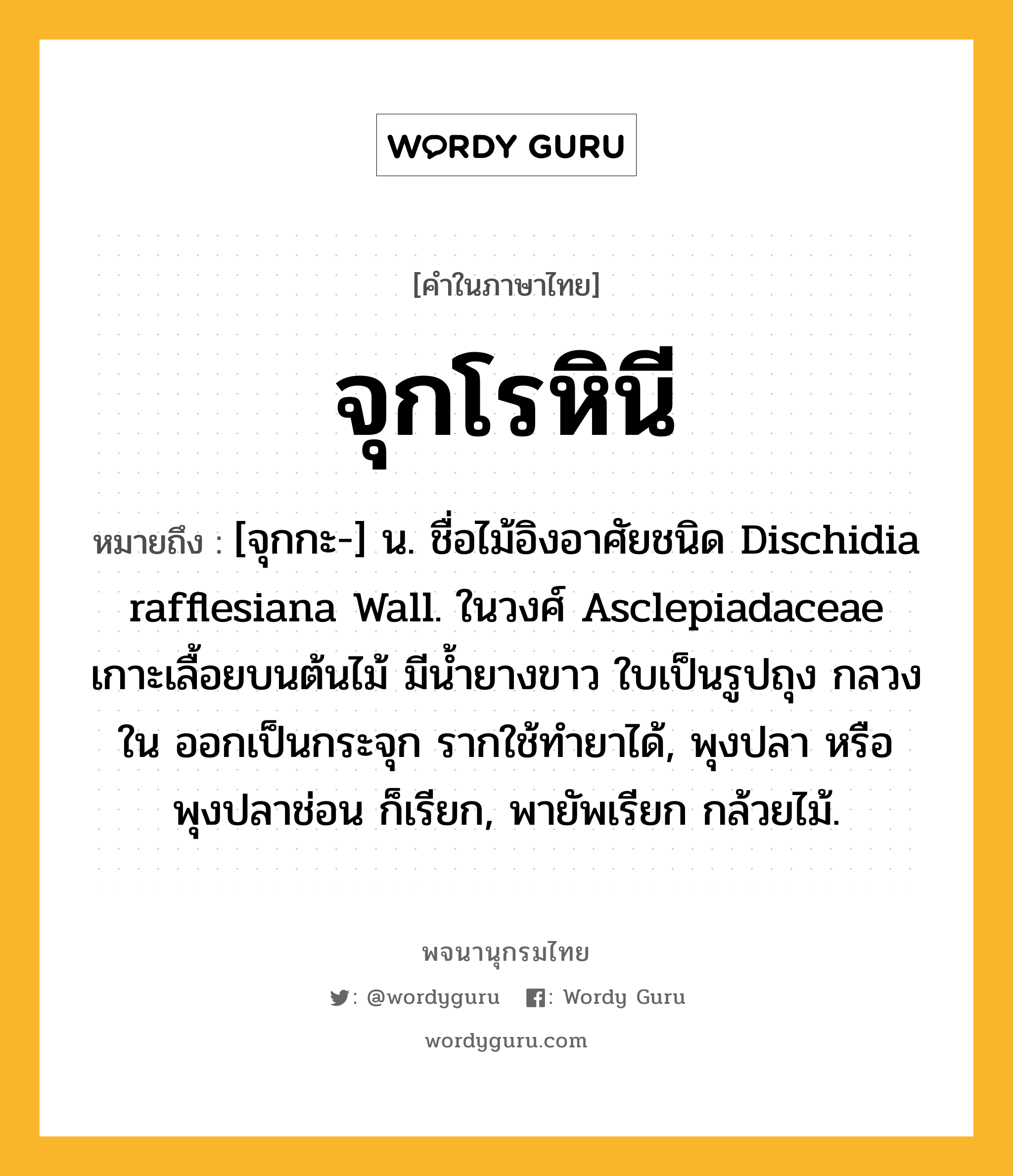 จุกโรหินี ความหมาย หมายถึงอะไร?, คำในภาษาไทย จุกโรหินี หมายถึง [จุกกะ-] น. ชื่อไม้อิงอาศัยชนิด Dischidia rafflesiana Wall. ในวงศ์ Asclepiadaceae เกาะเลื้อยบนต้นไม้ มีนํ้ายางขาว ใบเป็นรูปถุง กลวงใน ออกเป็นกระจุก รากใช้ทํายาได้, พุงปลา หรือ พุงปลาช่อน ก็เรียก, พายัพเรียก กล้วยไม้.