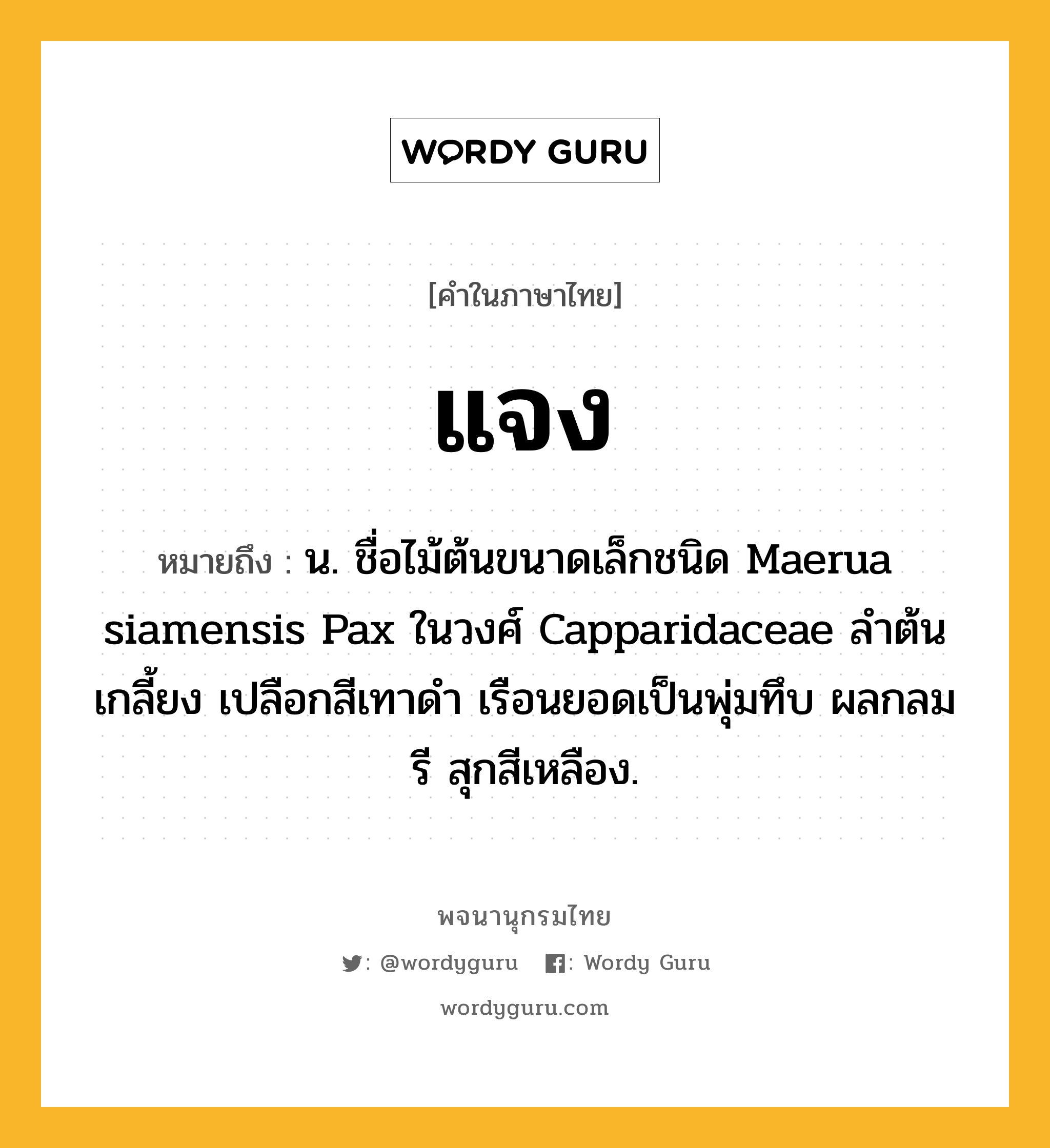 แจง ความหมาย หมายถึงอะไร?, คำในภาษาไทย แจง หมายถึง น. ชื่อไม้ต้นขนาดเล็กชนิด Maerua siamensis Pax ในวงศ์ Capparidaceae ลําต้นเกลี้ยง เปลือกสีเทาดํา เรือนยอดเป็นพุ่มทึบ ผลกลมรี สุกสีเหลือง.