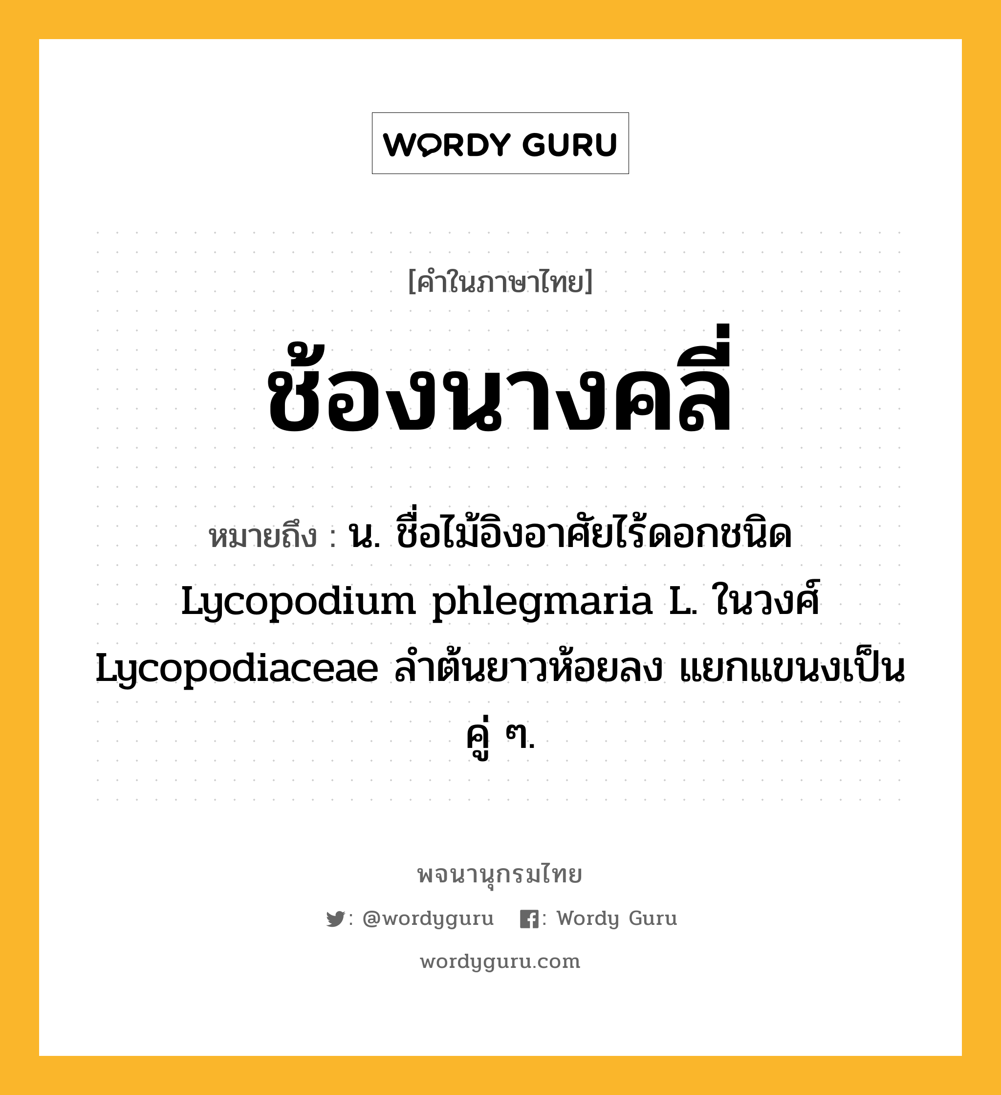 ช้องนางคลี่ ความหมาย หมายถึงอะไร?, คำในภาษาไทย ช้องนางคลี่ หมายถึง น. ชื่อไม้อิงอาศัยไร้ดอกชนิด Lycopodium phlegmaria L. ในวงศ์ Lycopodiaceae ลําต้นยาวห้อยลง แยกแขนงเป็นคู่ ๆ.