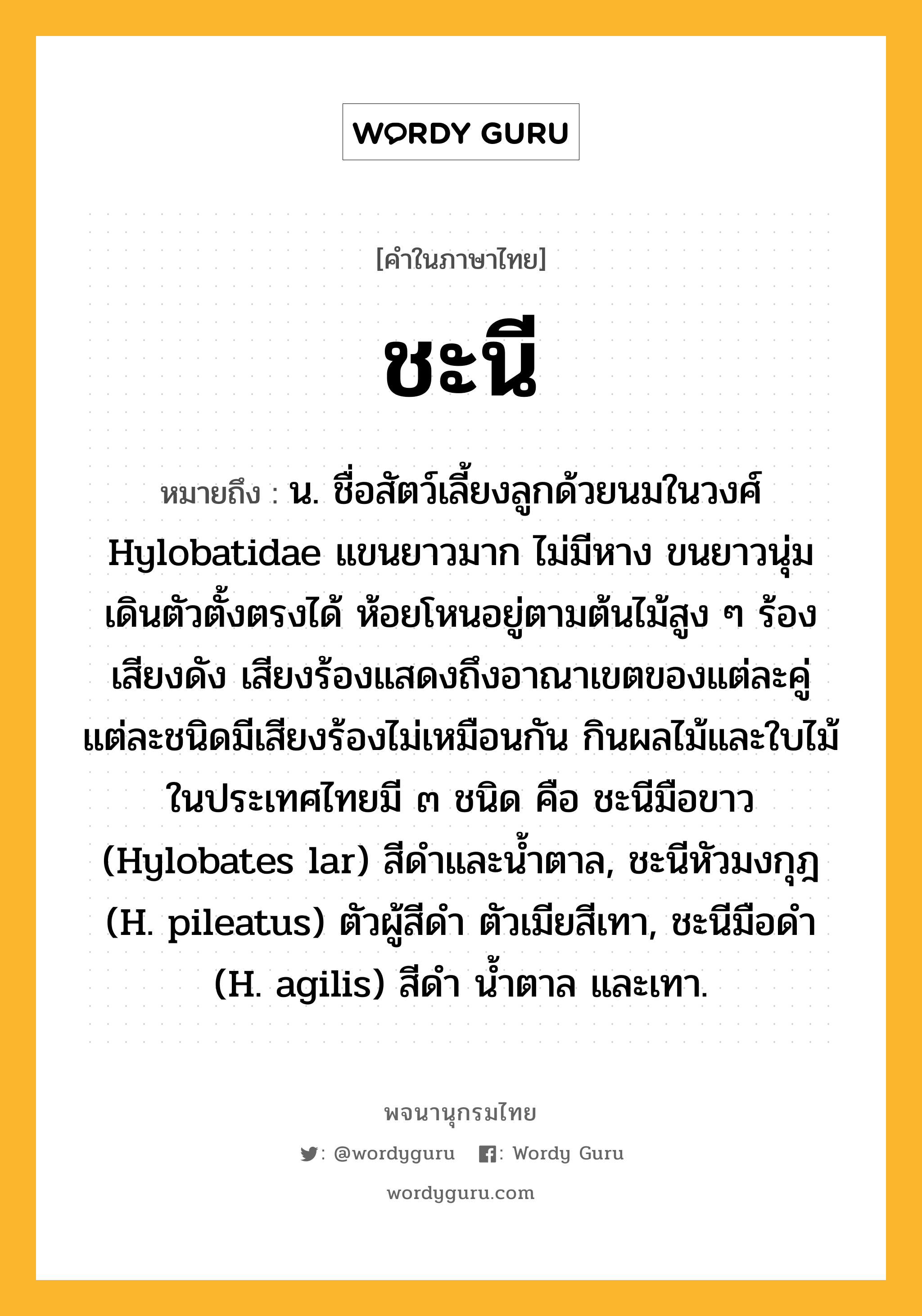 ชะนี ความหมาย หมายถึงอะไร?, คำในภาษาไทย ชะนี หมายถึง น. ชื่อสัตว์เลี้ยงลูกด้วยนมในวงศ์ Hylobatidae แขนยาวมาก ไม่มีหาง ขนยาวนุ่ม เดินตัวตั้งตรงได้ ห้อยโหนอยู่ตามต้นไม้สูง ๆ ร้องเสียงดัง เสียงร้องแสดงถึงอาณาเขตของแต่ละคู่ แต่ละชนิดมีเสียงร้องไม่เหมือนกัน กินผลไม้และใบไม้ ในประเทศไทยมี ๓ ชนิด คือ ชะนีมือขาว (Hylobates lar) สีดําและนํ้าตาล, ชะนีหัวมงกุฎ (H. pileatus) ตัวผู้สีดํา ตัวเมียสีเทา, ชะนีมือดํา (H. agilis) สีดํา นํ้าตาล และเทา.