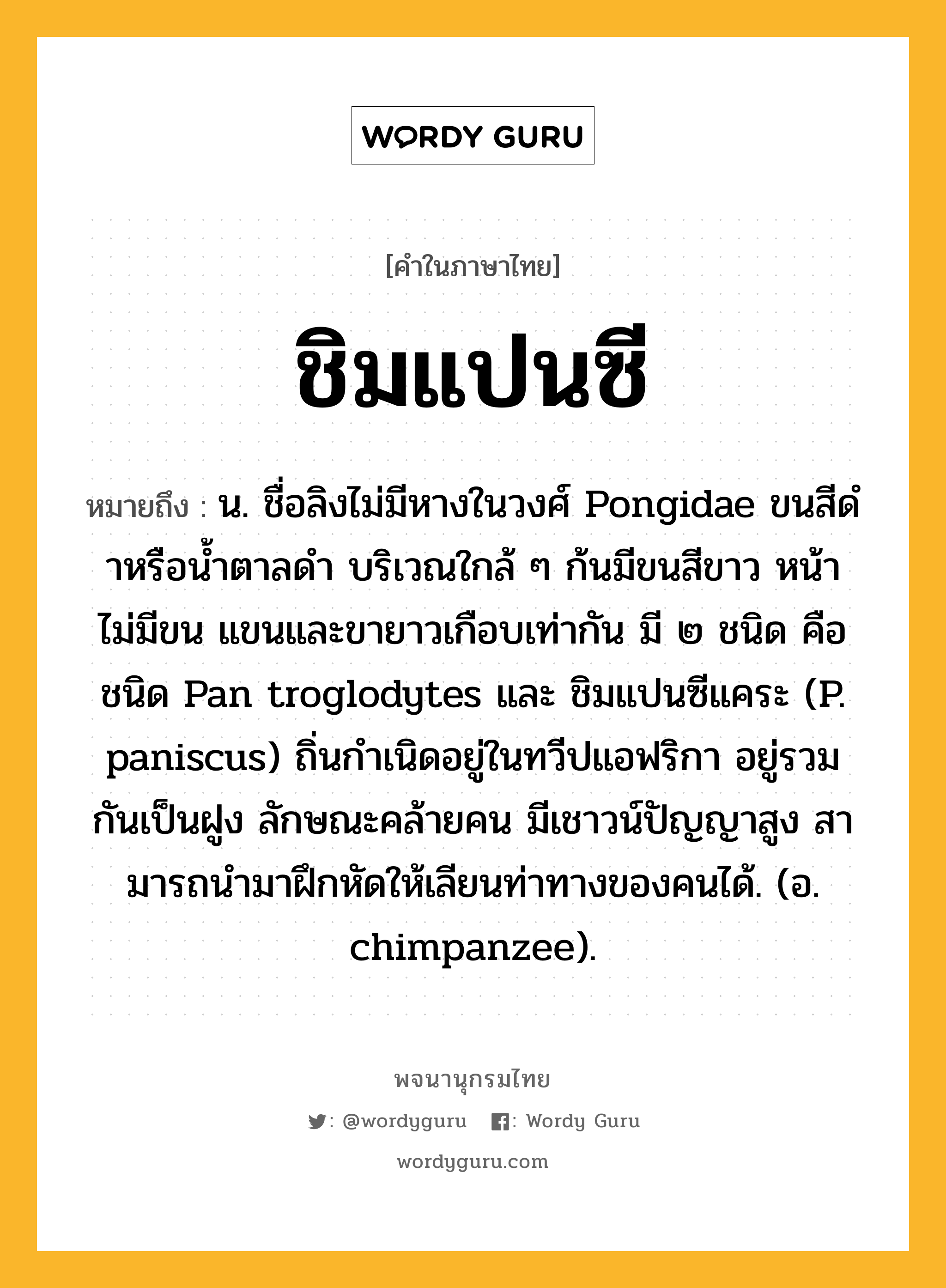 ชิมแปนซี ความหมาย หมายถึงอะไร?, คำในภาษาไทย ชิมแปนซี หมายถึง น. ชื่อลิงไม่มีหางในวงศ์ Pongidae ขนสีดําหรือน้ำตาลดำ บริเวณใกล้ ๆ ก้นมีขนสีขาว หน้าไม่มีขน แขนและขายาวเกือบเท่ากัน มี ๒ ชนิด คือ ชนิด Pan troglodytes และ ชิมแปนซีแคระ (P. paniscus) ถิ่นกําเนิดอยู่ในทวีปแอฟริกา อยู่รวมกันเป็นฝูง ลักษณะคล้ายคน มีเชาวน์ปัญญาสูง สามารถนํามาฝึกหัดให้เลียนท่าทางของคนได้. (อ. chimpanzee).