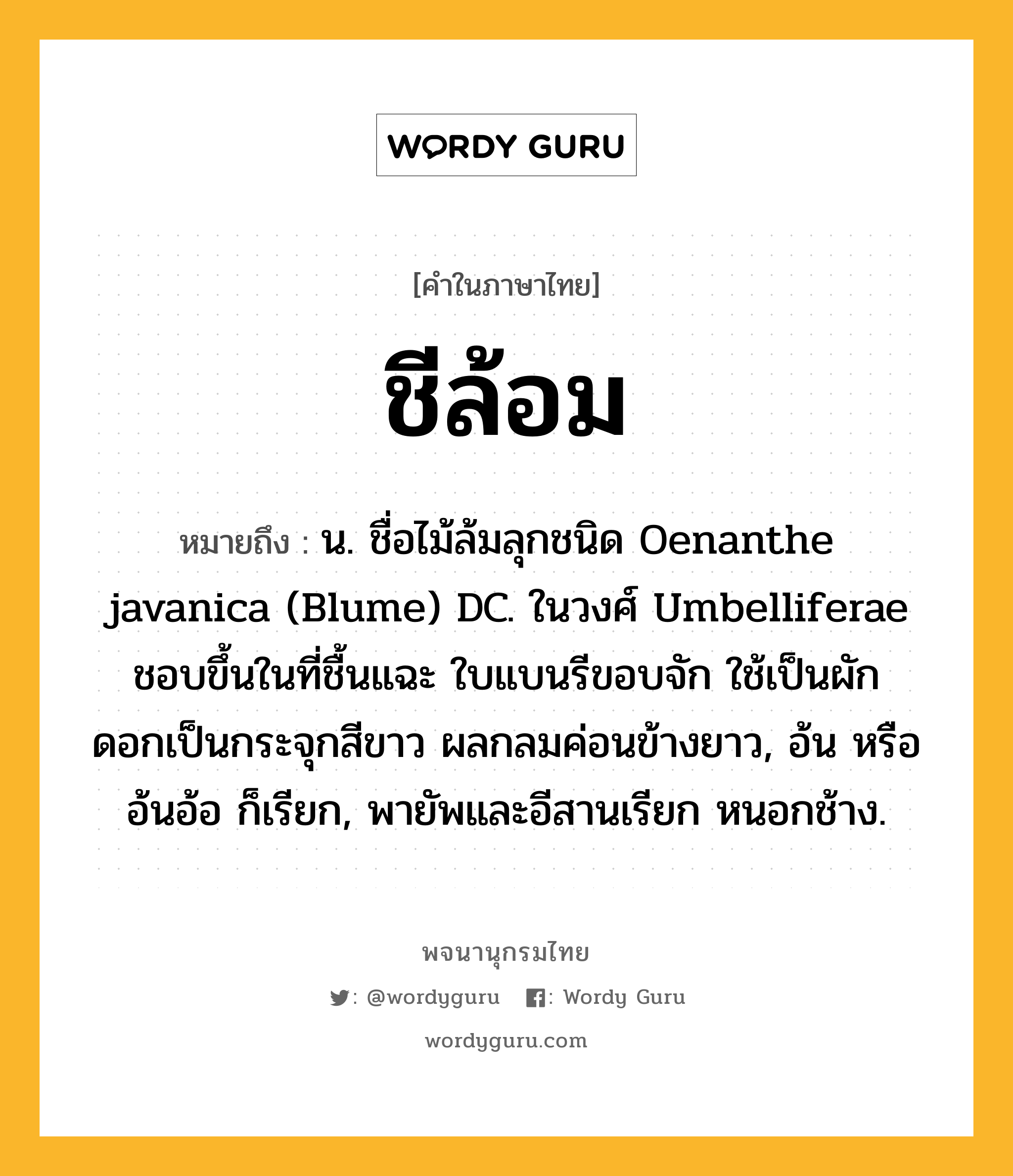 ชีล้อม ความหมาย หมายถึงอะไร?, คำในภาษาไทย ชีล้อม หมายถึง น. ชื่อไม้ล้มลุกชนิด Oenanthe javanica (Blume) DC. ในวงศ์ Umbelliferae ชอบขึ้นในที่ชื้นแฉะ ใบแบนรีขอบจัก ใช้เป็นผัก ดอกเป็นกระจุกสีขาว ผลกลมค่อนข้างยาว, อ้น หรือ อ้นอ้อ ก็เรียก, พายัพและอีสานเรียก หนอกช้าง.