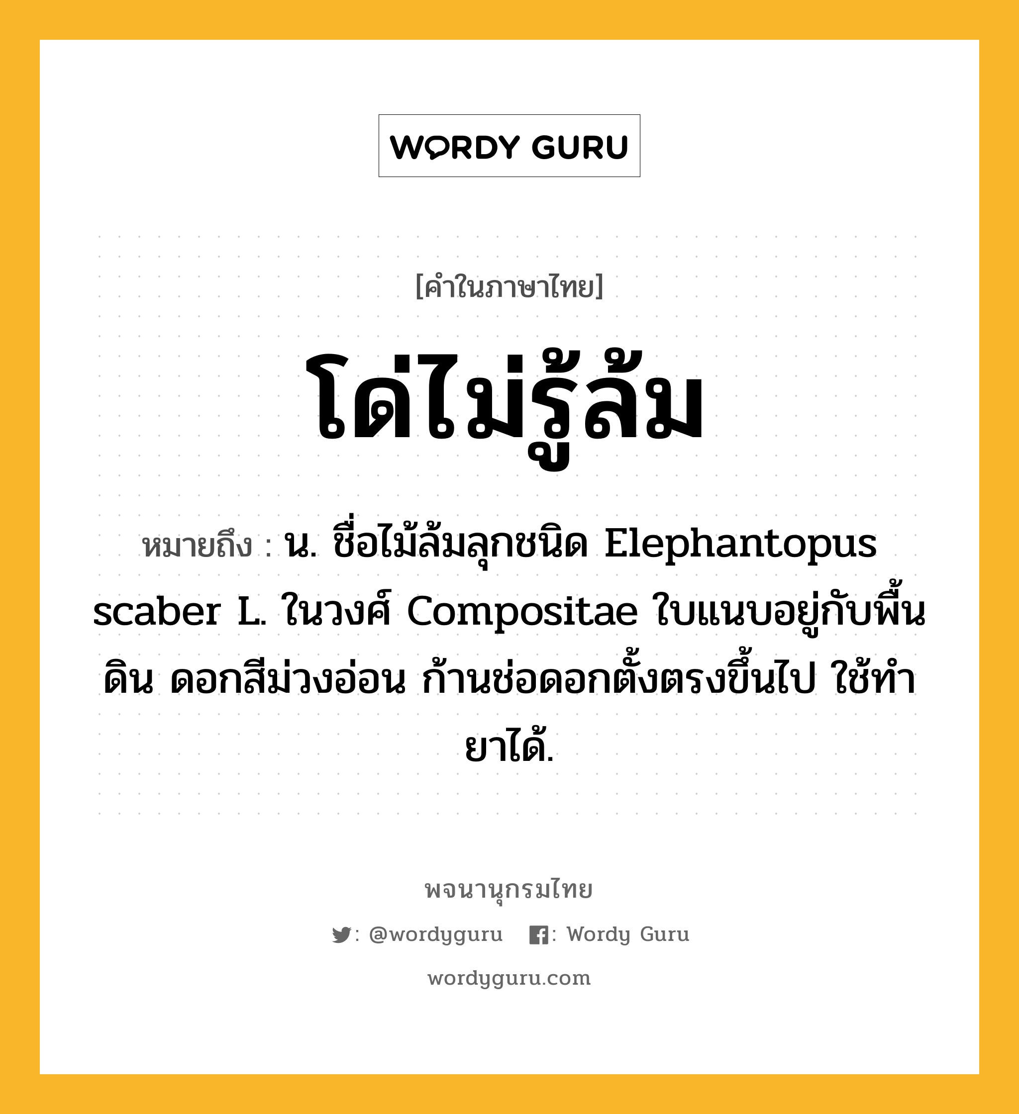 โด่ไม่รู้ล้ม ความหมาย หมายถึงอะไร?, คำในภาษาไทย โด่ไม่รู้ล้ม หมายถึง น. ชื่อไม้ล้มลุกชนิด Elephantopus scaber L. ในวงศ์ Compositae ใบแนบอยู่กับพื้นดิน ดอกสีม่วงอ่อน ก้านช่อดอกตั้งตรงขึ้นไป ใช้ทํายาได้.