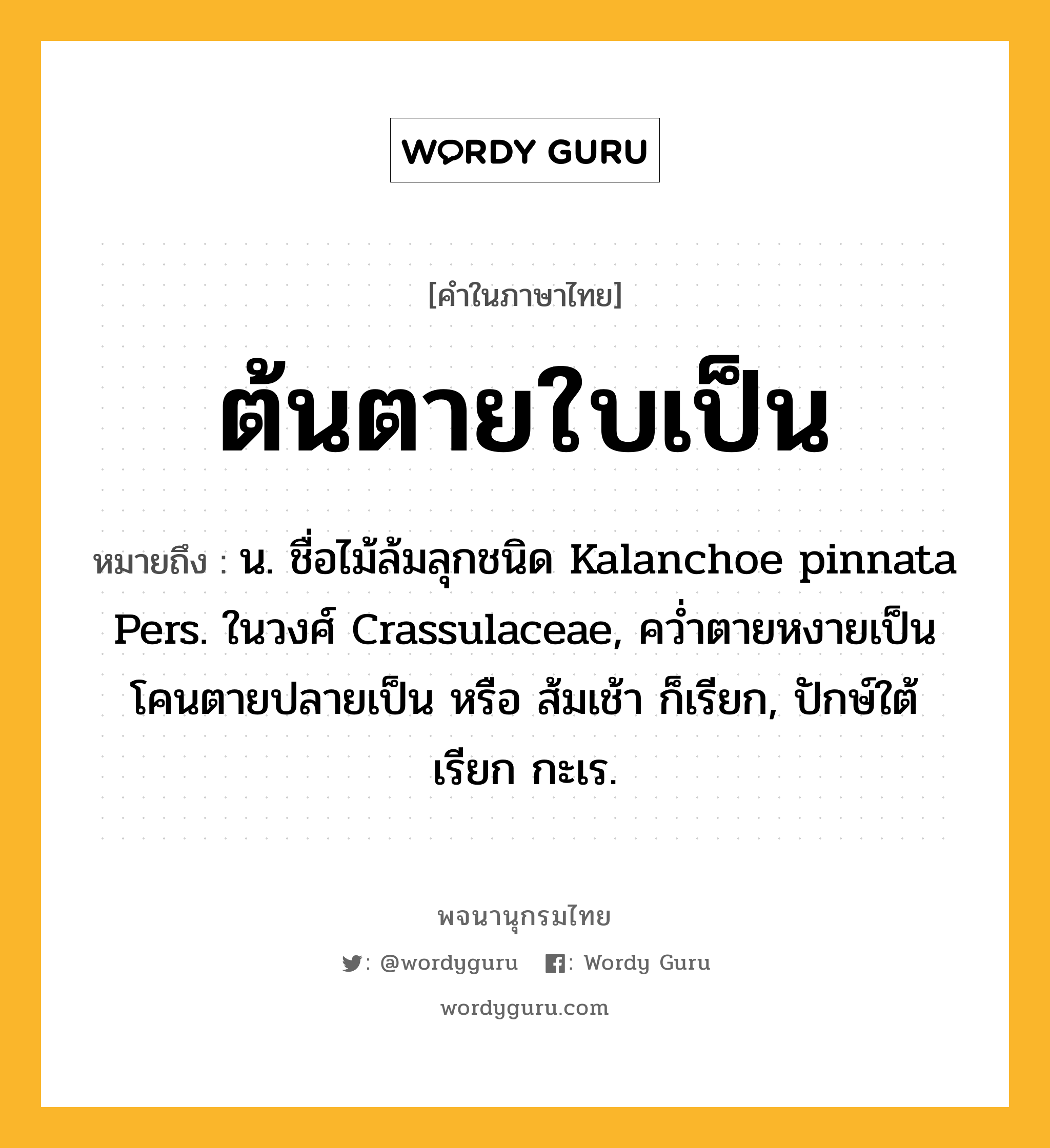 ต้นตายใบเป็น ความหมาย หมายถึงอะไร?, คำในภาษาไทย ต้นตายใบเป็น หมายถึง น. ชื่อไม้ล้มลุกชนิด Kalanchoe pinnata Pers. ในวงศ์ Crassulaceae, คว่ำตายหงายเป็น โคนตายปลายเป็น หรือ ส้มเช้า ก็เรียก, ปักษ์ใต้เรียก กะเร.