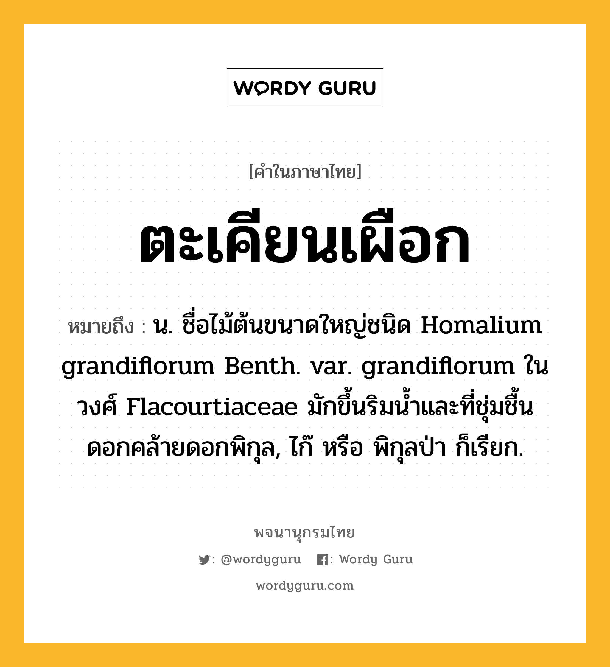 ตะเคียนเผือก ความหมาย หมายถึงอะไร?, คำในภาษาไทย ตะเคียนเผือก หมายถึง น. ชื่อไม้ต้นขนาดใหญ่ชนิด Homalium grandiflorum Benth. var. grandiflorum ในวงศ์ Flacourtiaceae มักขึ้นริมนํ้าและที่ชุ่มชื้น ดอกคล้ายดอกพิกุล, ไก๊ หรือ พิกุลป่า ก็เรียก.