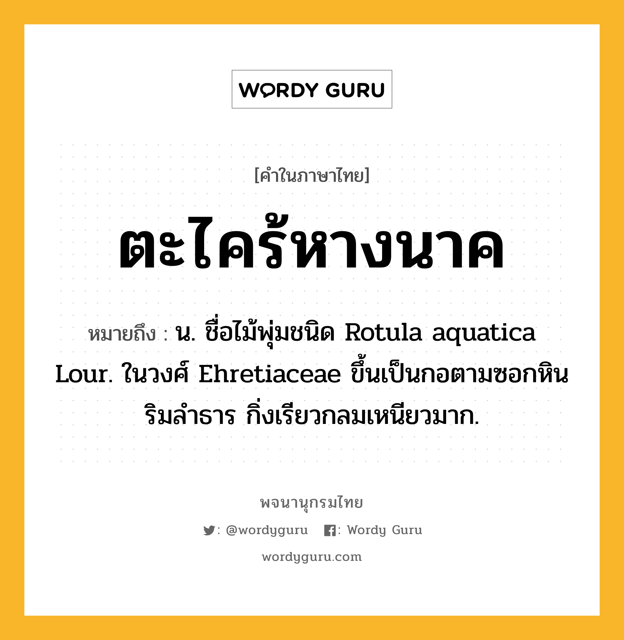 ตะไคร้หางนาค ความหมาย หมายถึงอะไร?, คำในภาษาไทย ตะไคร้หางนาค หมายถึง น. ชื่อไม้พุ่มชนิด Rotula aquatica Lour. ในวงศ์ Ehretiaceae ขึ้นเป็นกอตามซอกหินริมลําธาร กิ่งเรียวกลมเหนียวมาก.