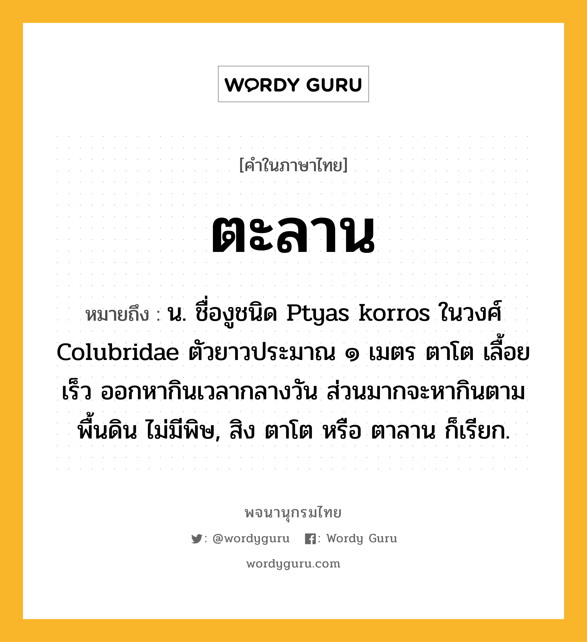 ตะลาน ความหมาย หมายถึงอะไร?, คำในภาษาไทย ตะลาน หมายถึง น. ชื่องูชนิด Ptyas korros ในวงศ์ Colubridae ตัวยาวประมาณ ๑ เมตร ตาโต เลื้อยเร็ว ออกหากินเวลากลางวัน ส่วนมากจะหากินตามพื้นดิน ไม่มีพิษ, สิง ตาโต หรือ ตาลาน ก็เรียก.