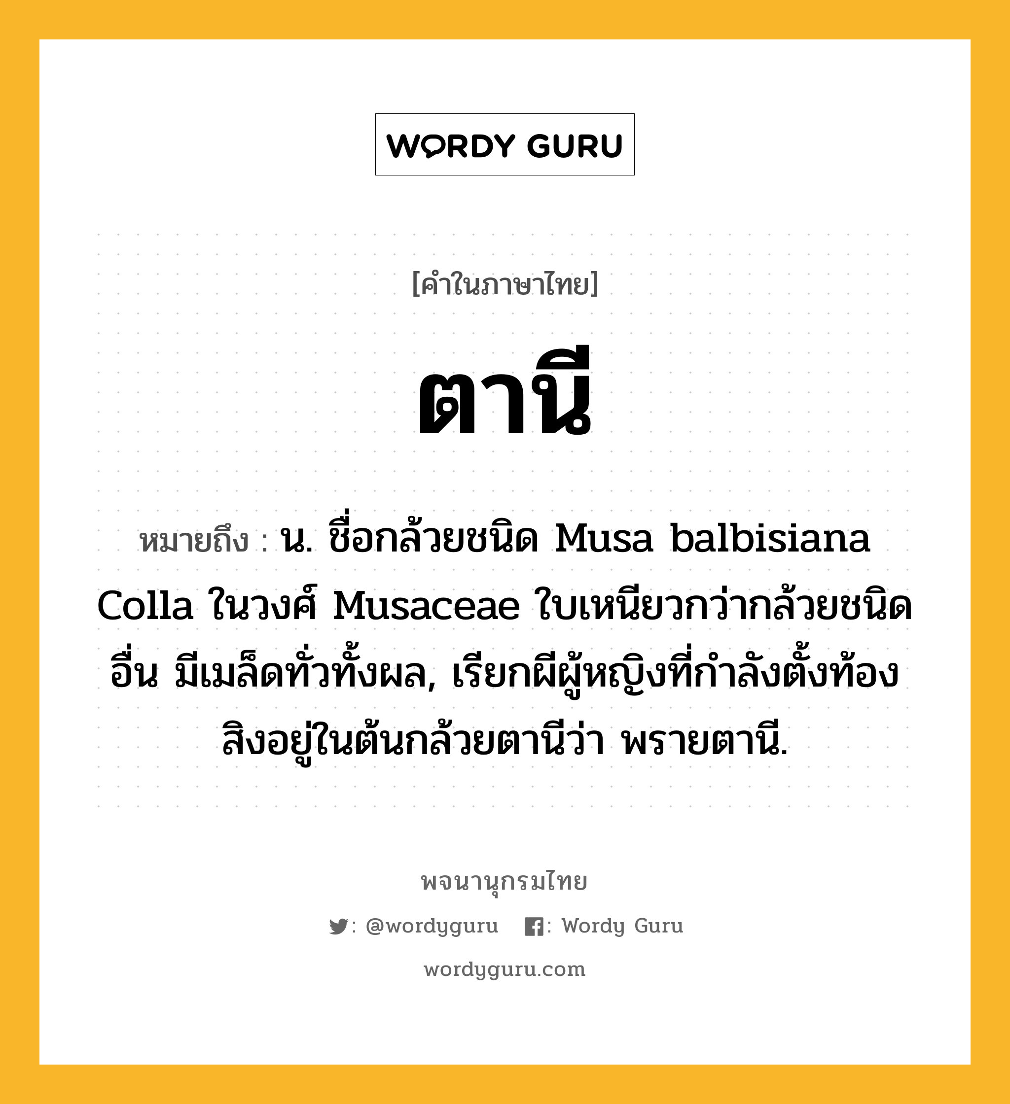 ตานี ความหมาย หมายถึงอะไร?, คำในภาษาไทย ตานี หมายถึง น. ชื่อกล้วยชนิด Musa balbisiana Colla ในวงศ์ Musaceae ใบเหนียวกว่ากล้วยชนิดอื่น มีเมล็ดทั่วทั้งผล, เรียกผีผู้หญิงที่กำลังตั้งท้องสิงอยู่ในต้นกล้วยตานีว่า พรายตานี.