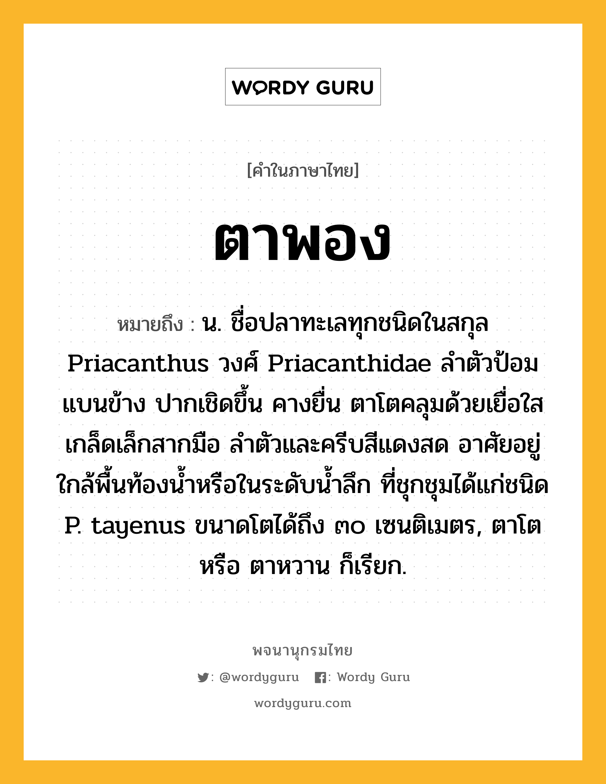 ตาพอง ความหมาย หมายถึงอะไร?, คำในภาษาไทย ตาพอง หมายถึง น. ชื่อปลาทะเลทุกชนิดในสกุล Priacanthus วงศ์ Priacanthidae ลําตัวป้อม แบนข้าง ปากเชิดขึ้น คางยื่น ตาโตคลุมด้วยเยื่อใส เกล็ดเล็กสากมือ ลําตัวและครีบสีแดงสด อาศัยอยู่ใกล้พื้นท้องนํ้าหรือในระดับนํ้าลึก ที่ชุกชุมได้แก่ชนิด P. tayenus ขนาดโตได้ถึง ๓๐ เซนติเมตร, ตาโต หรือ ตาหวาน ก็เรียก.