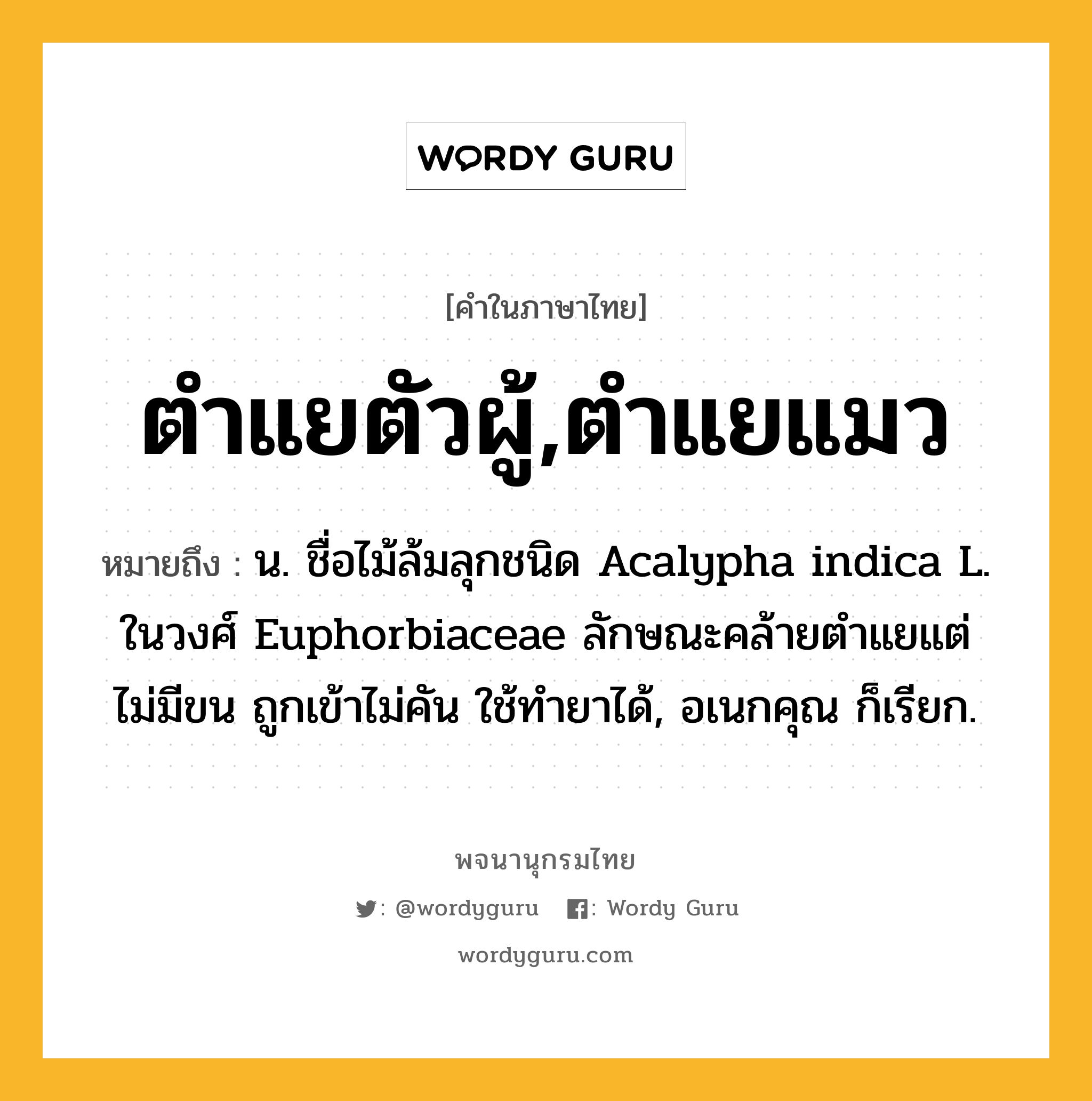 ตำแยตัวผู้,ตำแยแมว ความหมาย หมายถึงอะไร?, คำในภาษาไทย ตำแยตัวผู้,ตำแยแมว หมายถึง น. ชื่อไม้ล้มลุกชนิด Acalypha indica L. ในวงศ์ Euphorbiaceae ลักษณะคล้ายตําแยแต่ไม่มีขน ถูกเข้าไม่คัน ใช้ทํายาได้, อเนกคุณ ก็เรียก.