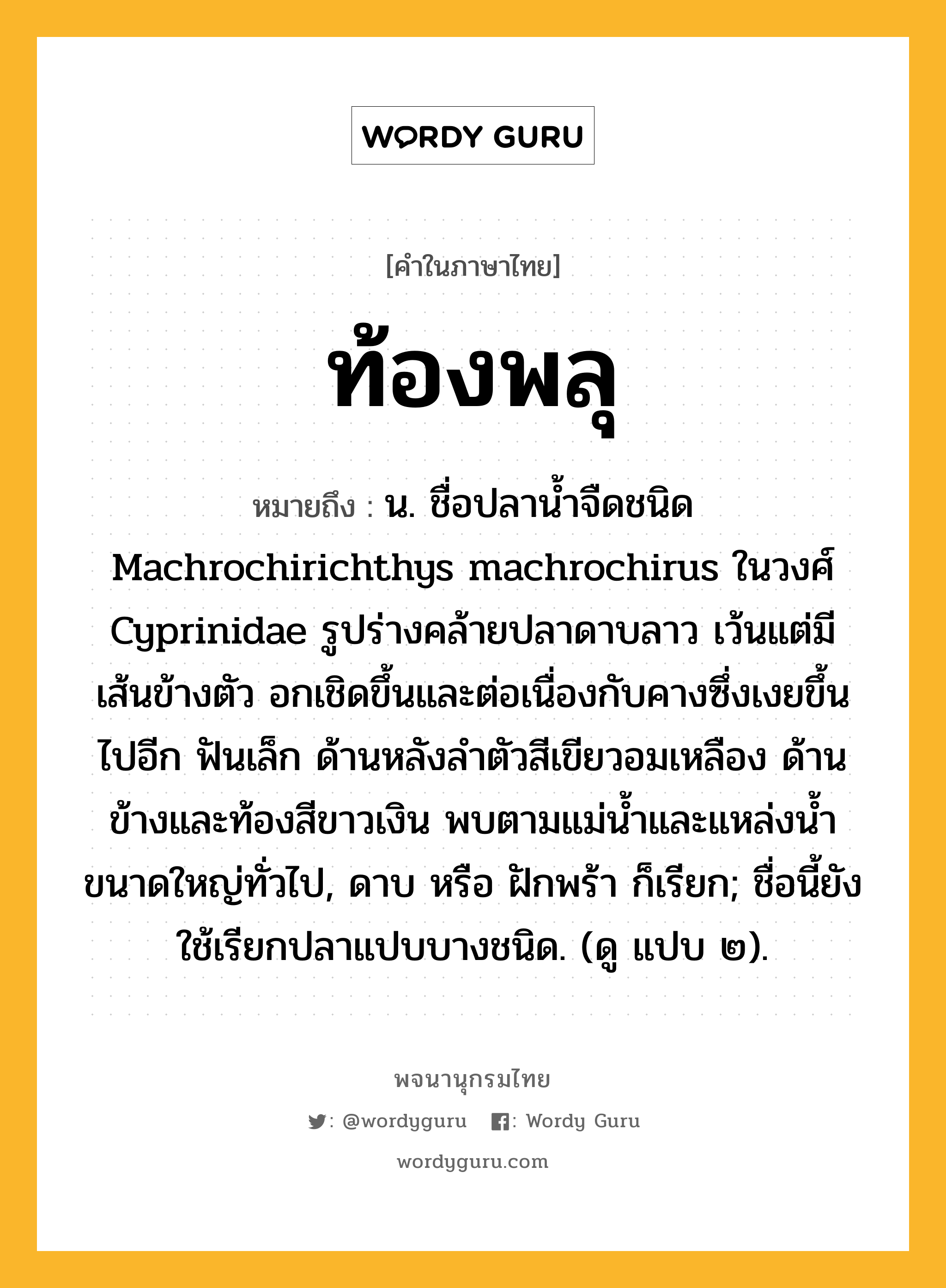 ท้องพลุ ความหมาย หมายถึงอะไร?, คำในภาษาไทย ท้องพลุ หมายถึง น. ชื่อปลานํ้าจืดชนิด Machrochirichthys machrochirus ในวงศ์ Cyprinidae รูปร่างคล้ายปลาดาบลาว เว้นแต่มีเส้นข้างตัว อกเชิดขึ้นและต่อเนื่องกับคางซึ่งเงยขึ้นไปอีก ฟันเล็ก ด้านหลังลําตัวสีเขียวอมเหลือง ด้านข้างและท้องสีขาวเงิน พบตามแม่นํ้าและแหล่งนํ้าขนาดใหญ่ทั่วไป, ดาบ หรือ ฝักพร้า ก็เรียก; ชื่อนี้ยังใช้เรียกปลาแปบบางชนิด. (ดู แปบ ๒).