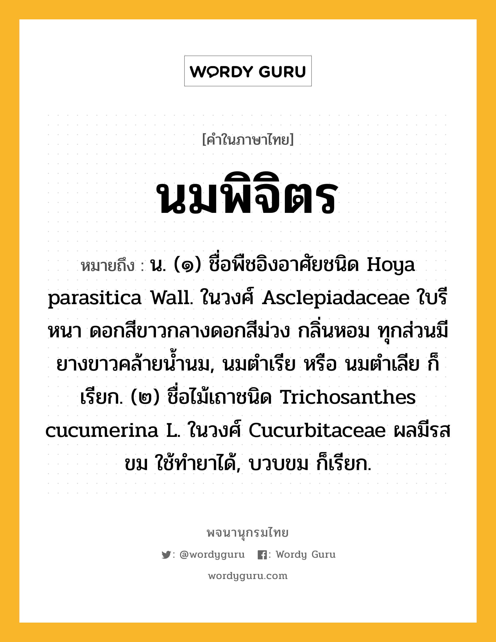 นมพิจิตร ความหมาย หมายถึงอะไร?, คำในภาษาไทย นมพิจิตร หมายถึง น. (๑) ชื่อพืชอิงอาศัยชนิด Hoya parasitica Wall. ในวงศ์ Asclepiadaceae ใบรี หนา ดอกสีขาวกลางดอกสีม่วง กลิ่นหอม ทุกส่วนมียางขาวคล้ายน้ำนม, นมตำเรีย หรือ นมตำเลีย ก็เรียก. (๒) ชื่อไม้เถาชนิด Trichosanthes cucumerina L. ในวงศ์ Cucurbitaceae ผลมีรสขม ใช้ทํายาได้, บวบขม ก็เรียก.